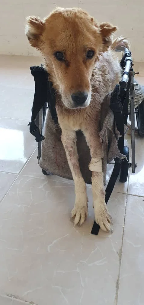 WhatsApp Image 2025-09-07 at 04.44.09_be3e68f2.jpg