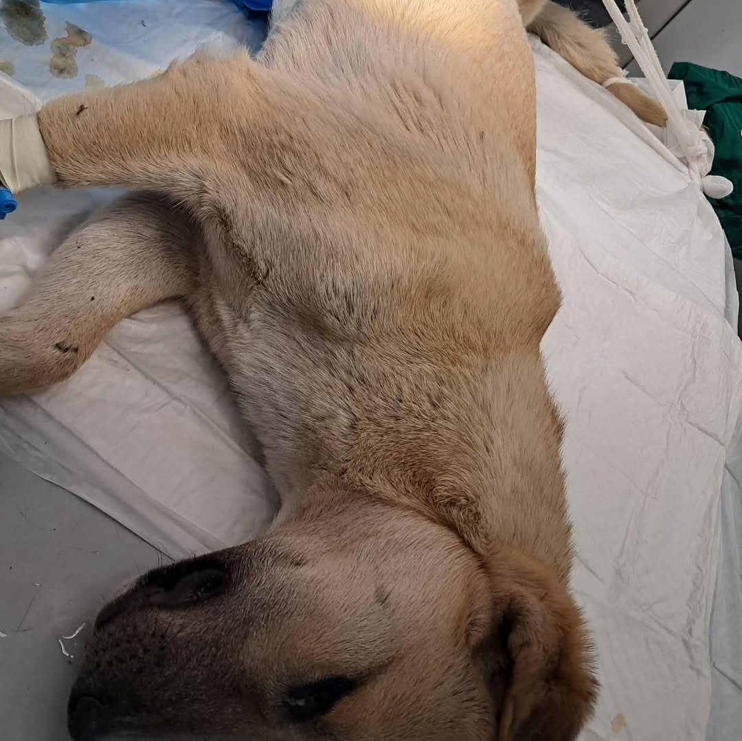 SaveGram.App_480018488_476267795553447_6320953166915705280_n (1).jpg