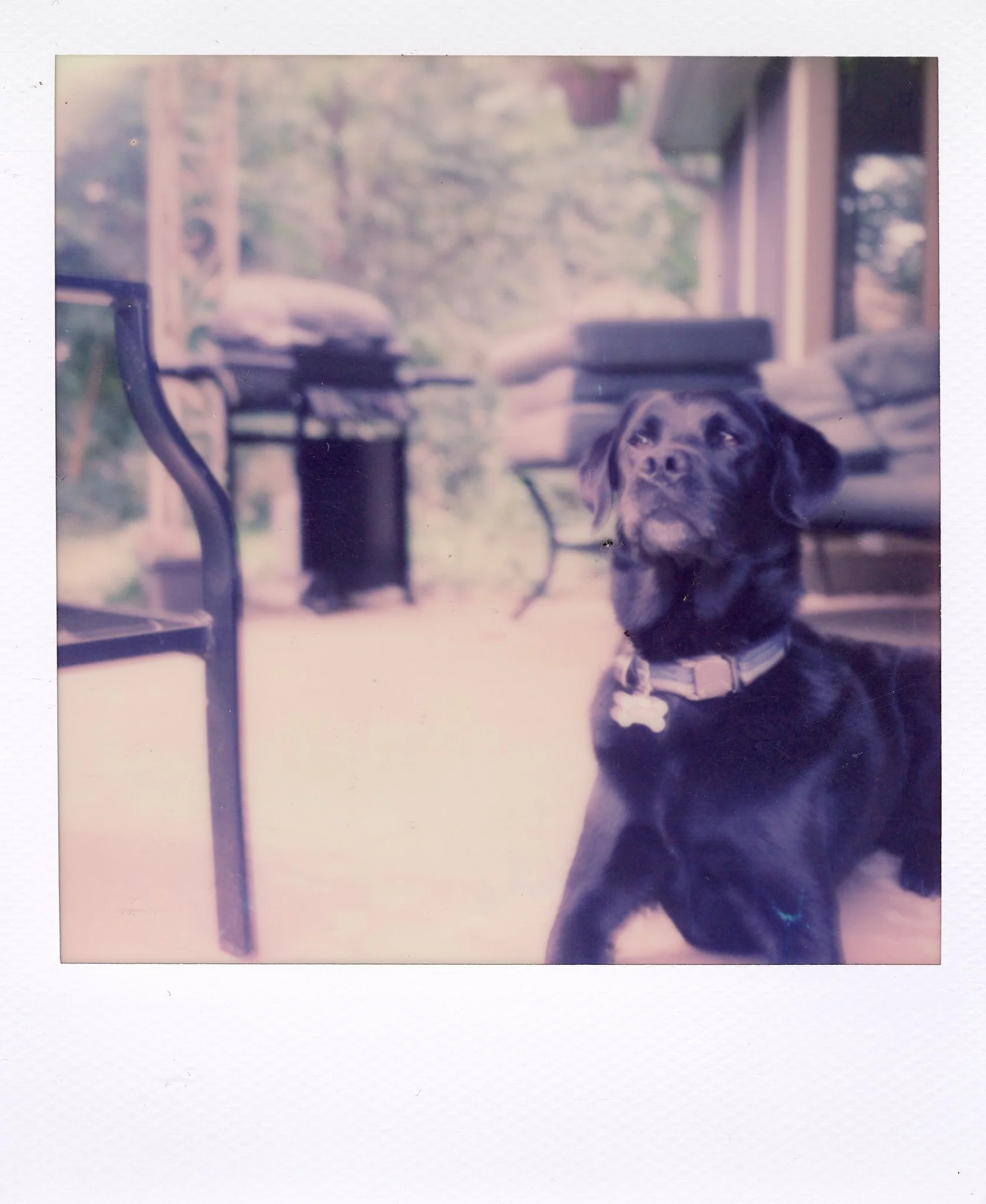 A black puppy with a collar sitting on a porch, with a bench, a trash can, and parked cars visible in the background.