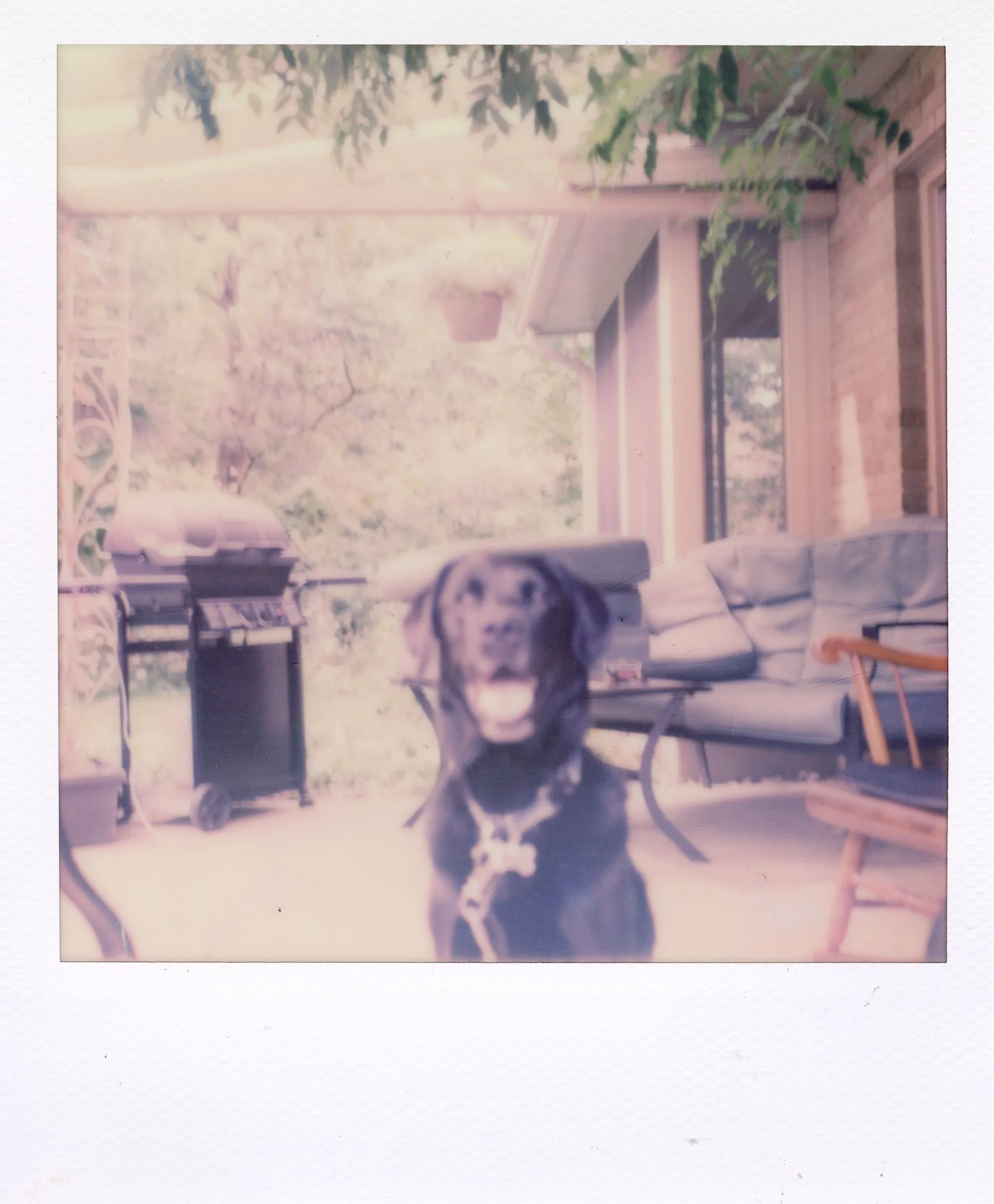 Blurry photo of a black dog with a collar, sitting on a porch with outdoor furniture, a barbecue grill, and trees in the background.