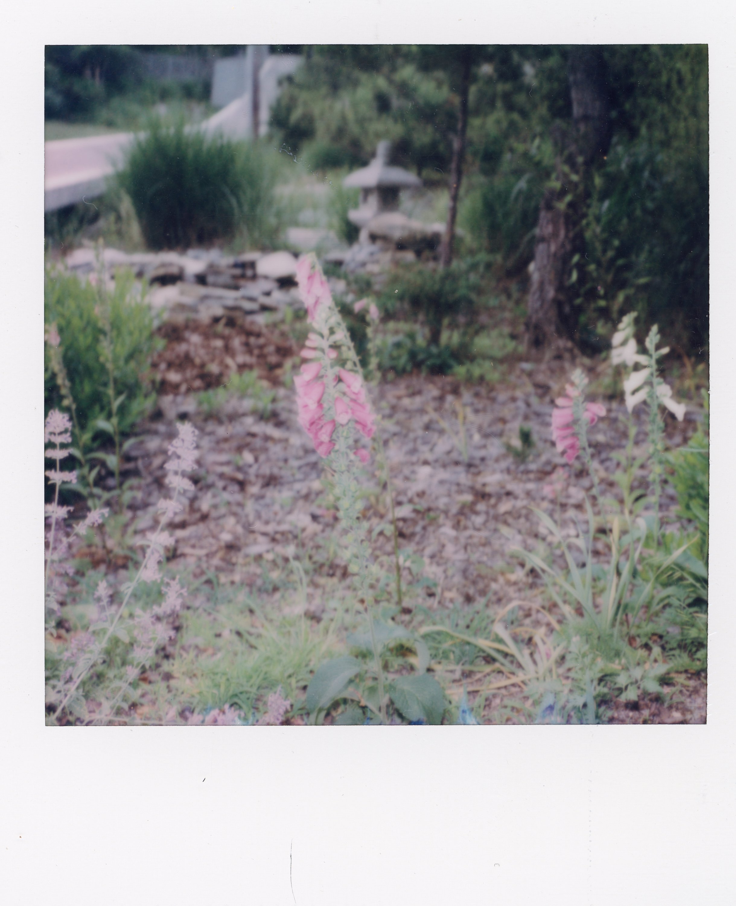 A garden with pink and white flowers in the foreground, a stone lantern, and trees in the background.
