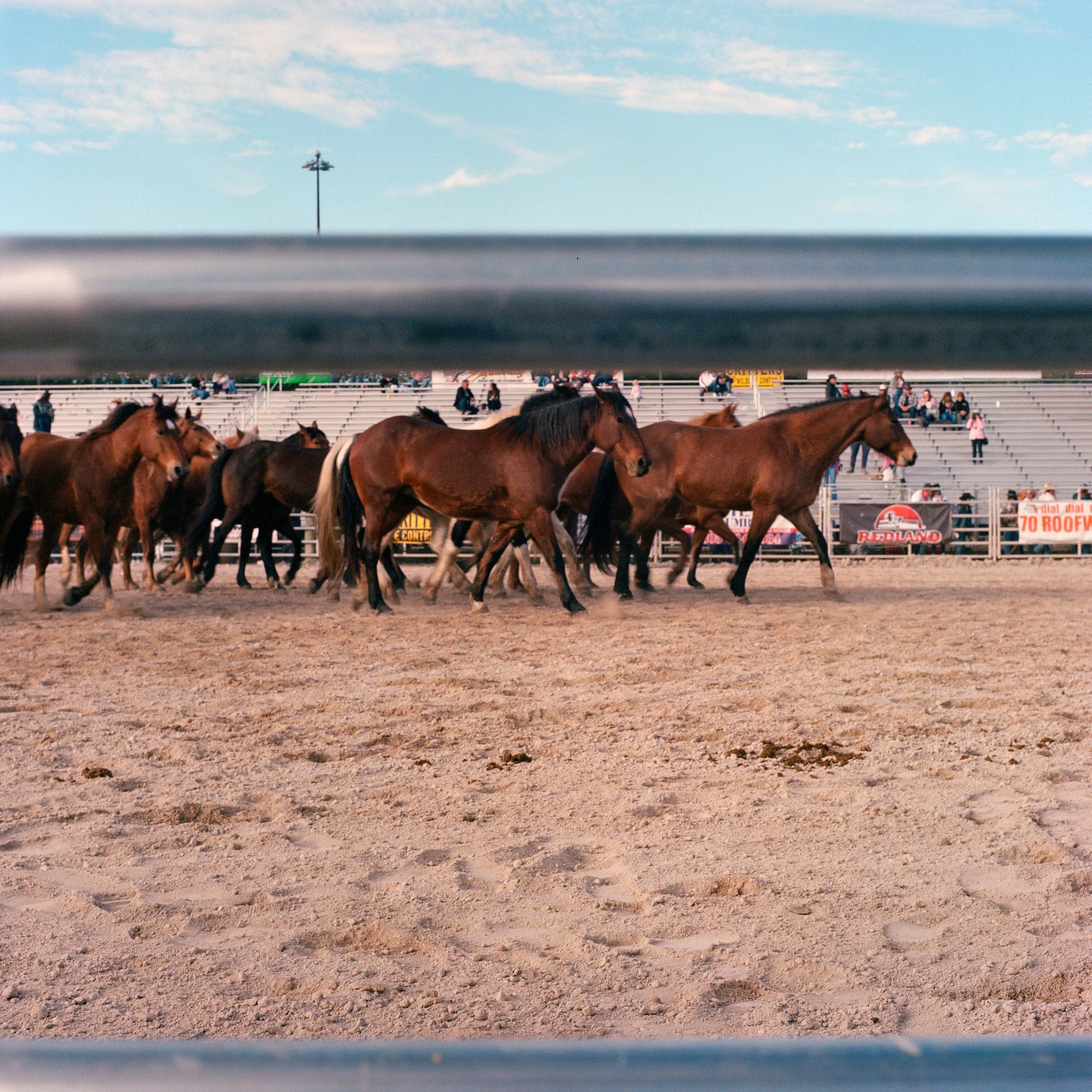 Group of horses walking on dirt track at a rodeo with spectators sitting on bleachers in background under cloudy sky.