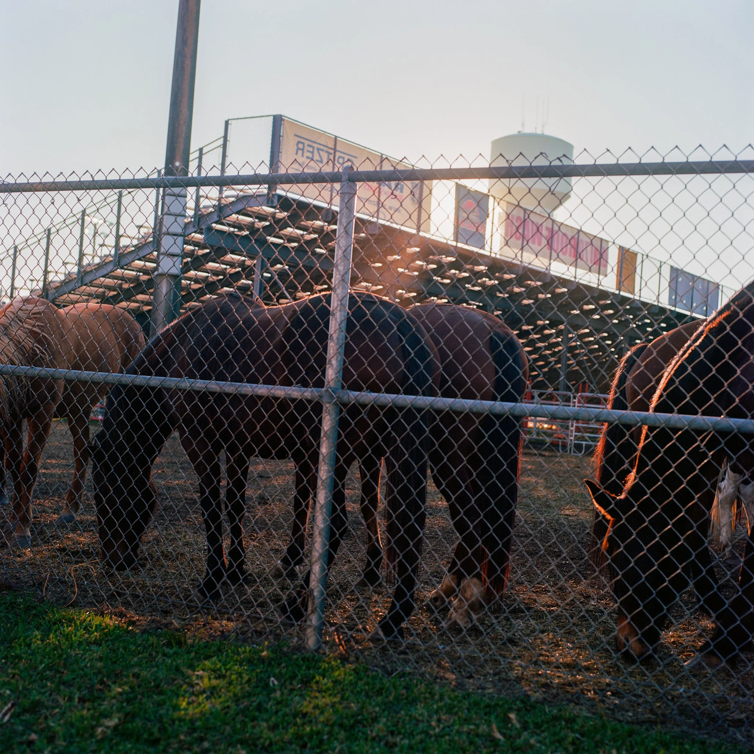 Horses behind a chain-link fence at a rodeo arena during sunset