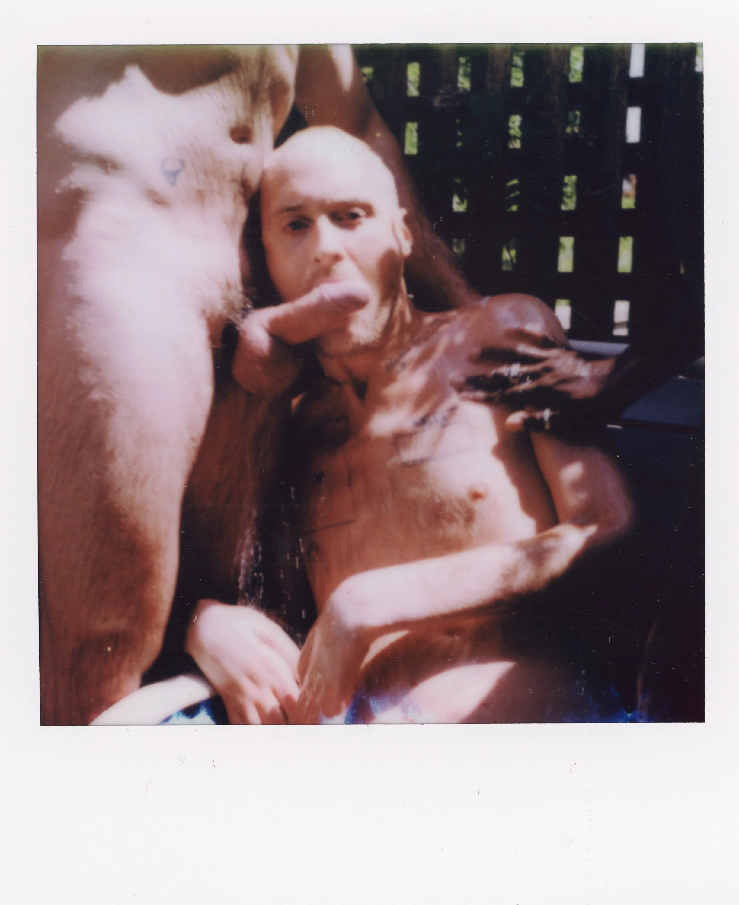 A shirtless man with his tongue out swimming in a pool, holding a large pig, with a background of a wooden fence and greenery.