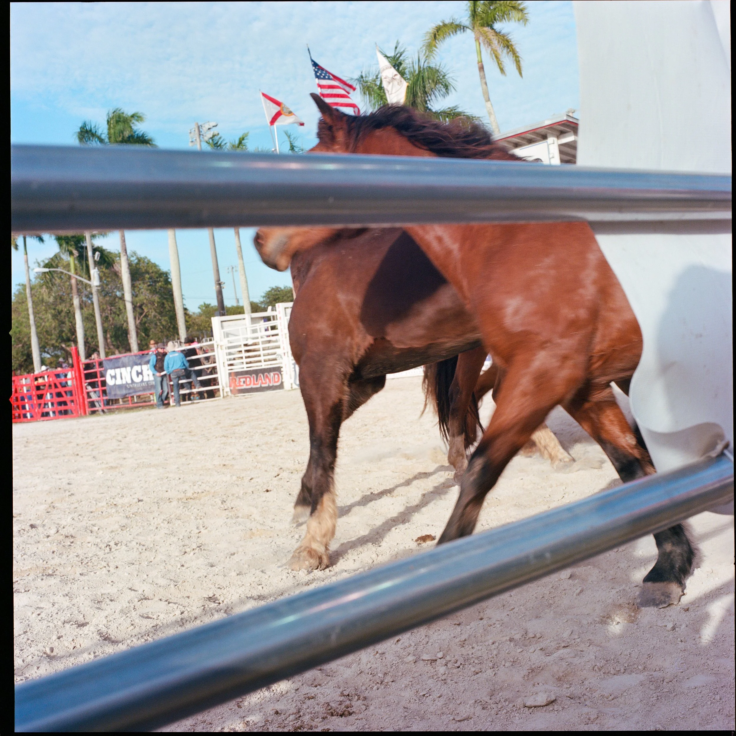 Close-up of a horse at a rodeo, viewed through metal bars, with the horse’s body partially visible and people in the background near a fence.