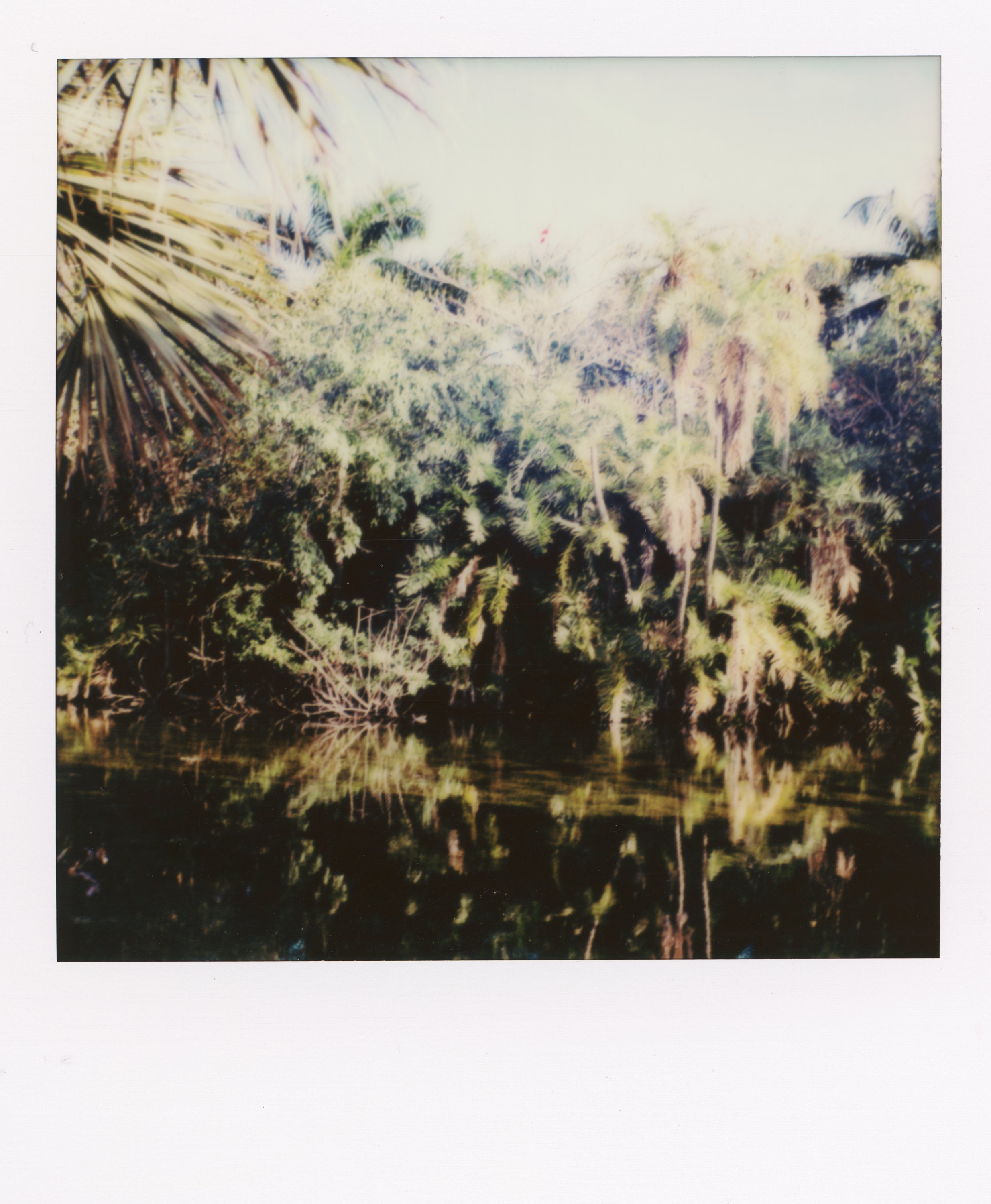 Polaroid photo of tropical trees and plants beside a body of water, with reflections visible on the water's surface.