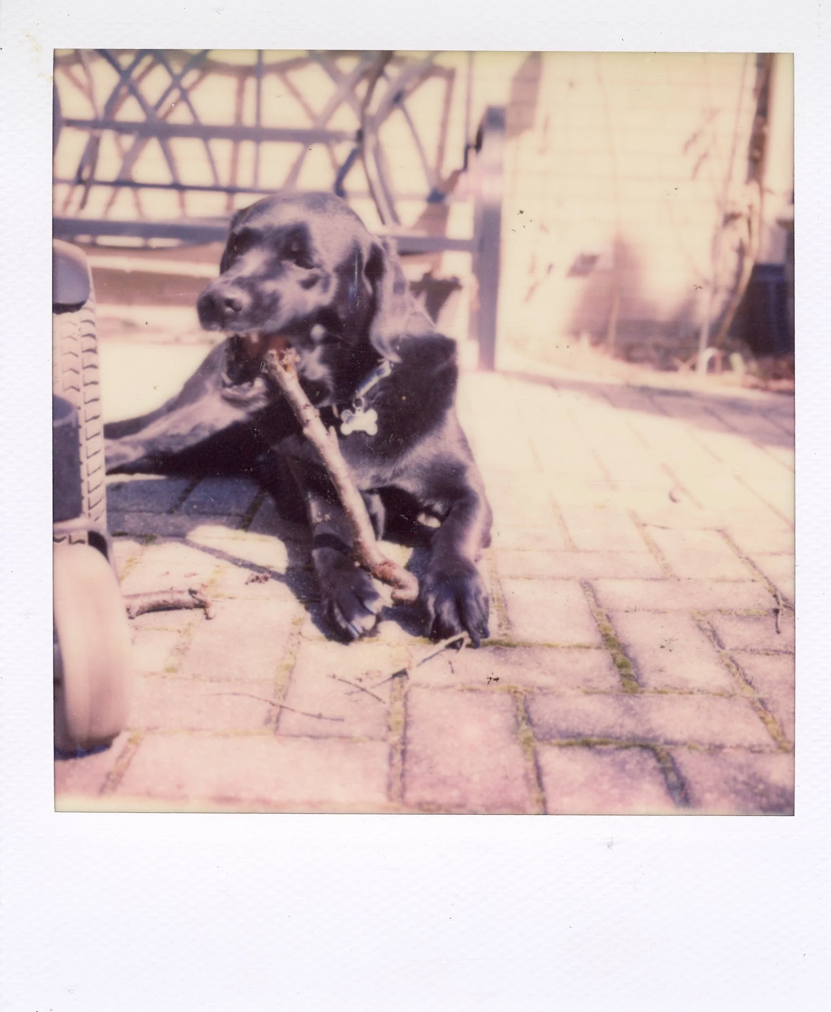 Black puppy lying on brick patio, chewing on a stick.