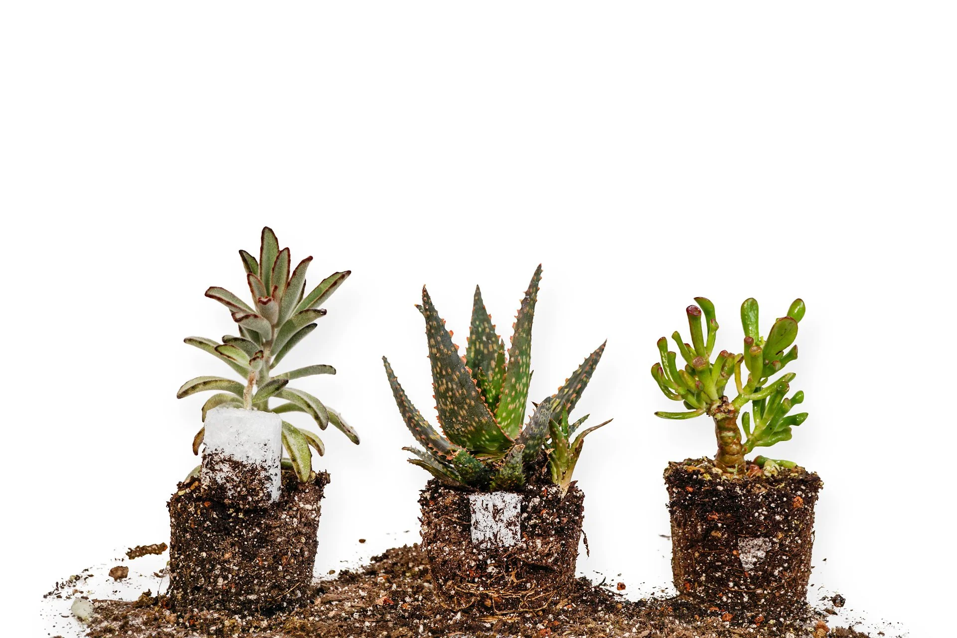 Copy of Plants-7_inet.jpg