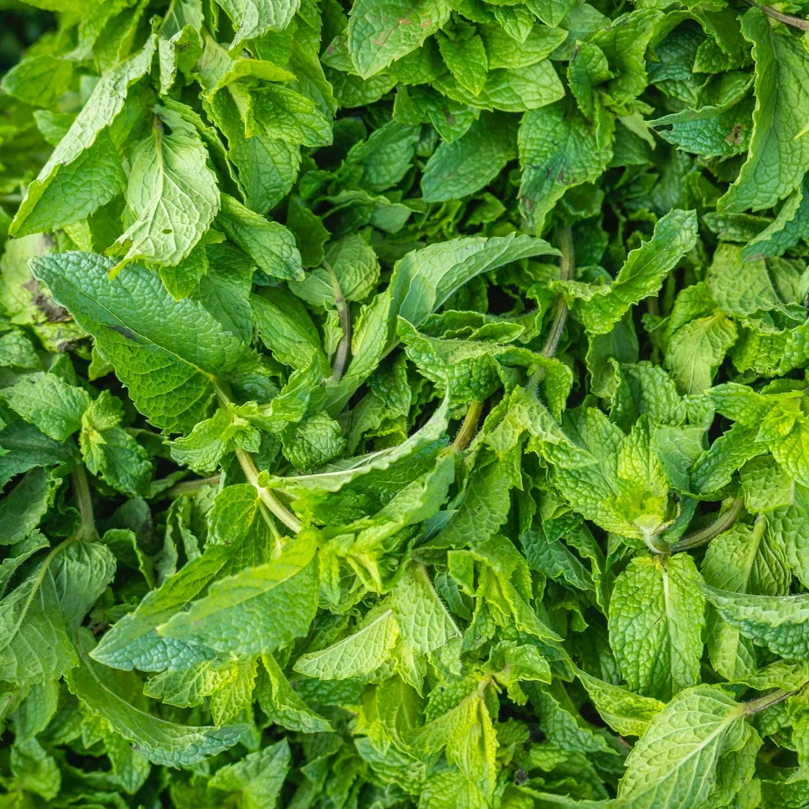 Spearmint:
