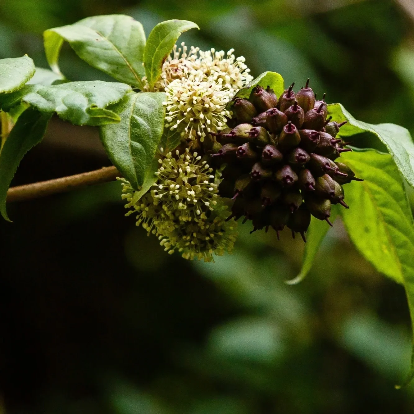 Eleuthero (Siberian Ginseng)