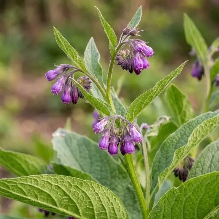 Comfrey Infused-Oil
