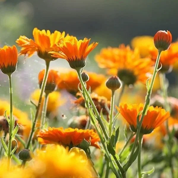 Calendula Infused-Oil