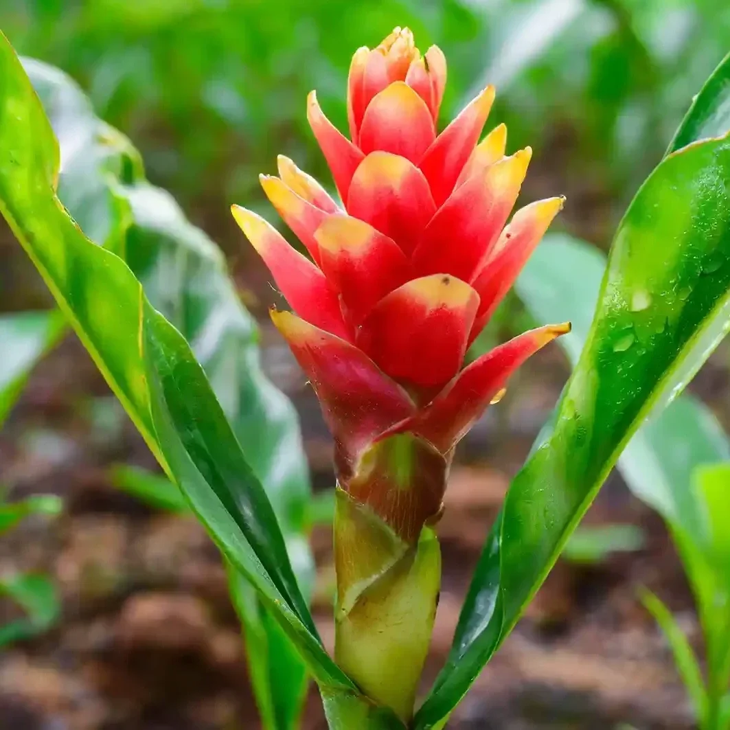 Plai Essential Oil
