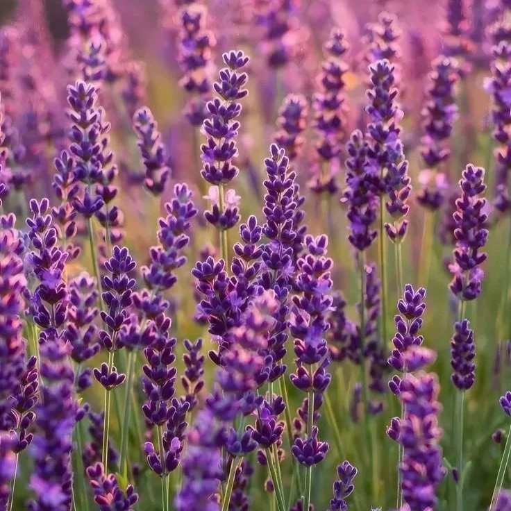 Lavender Essential Oil