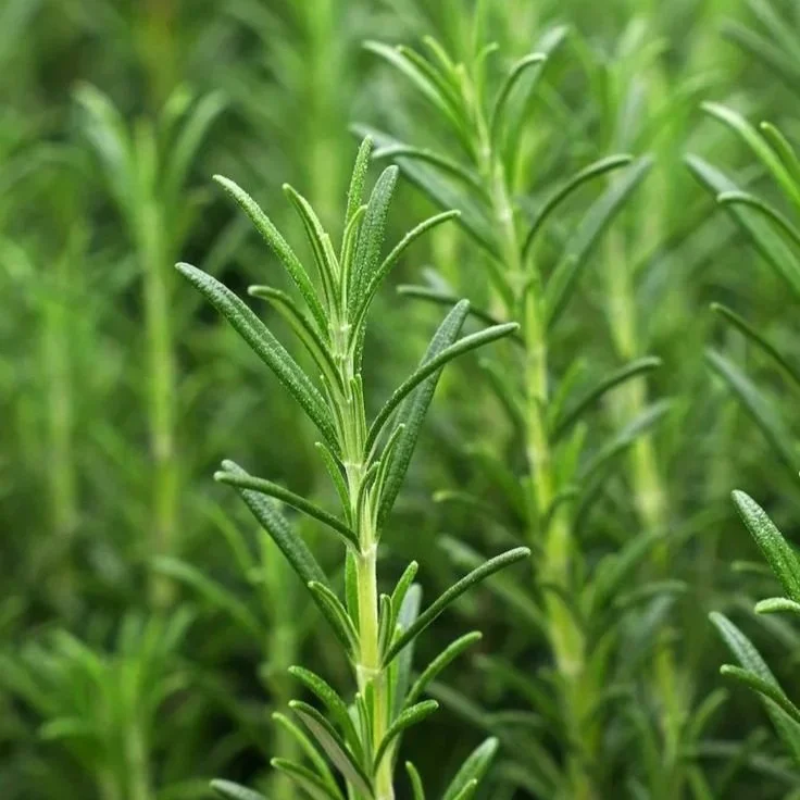 Rosemary Essential Oil