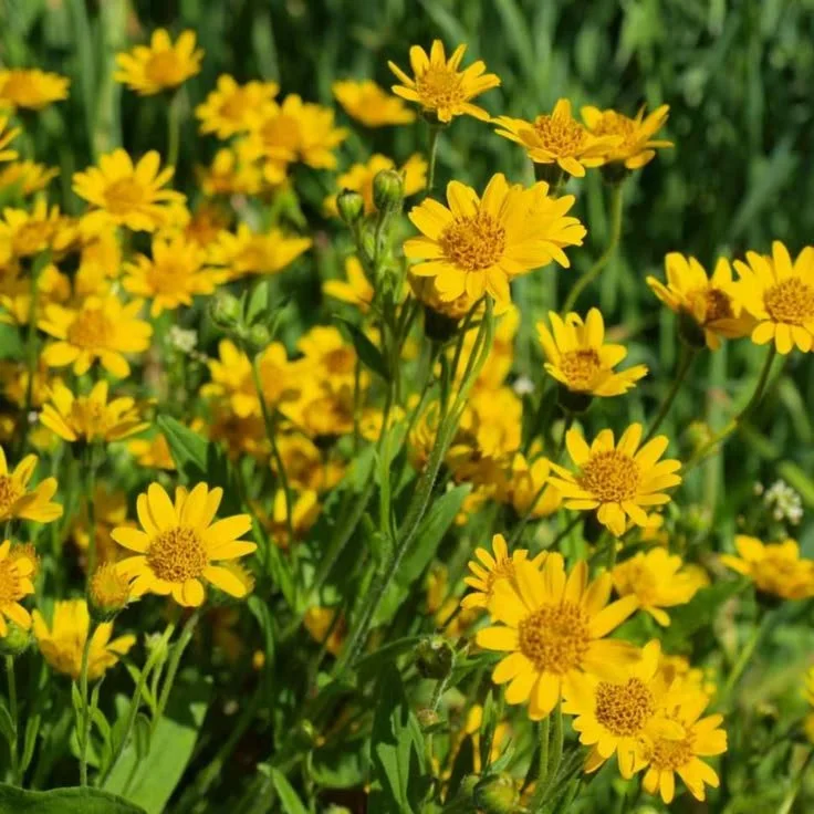 Arnica Infused-Oil