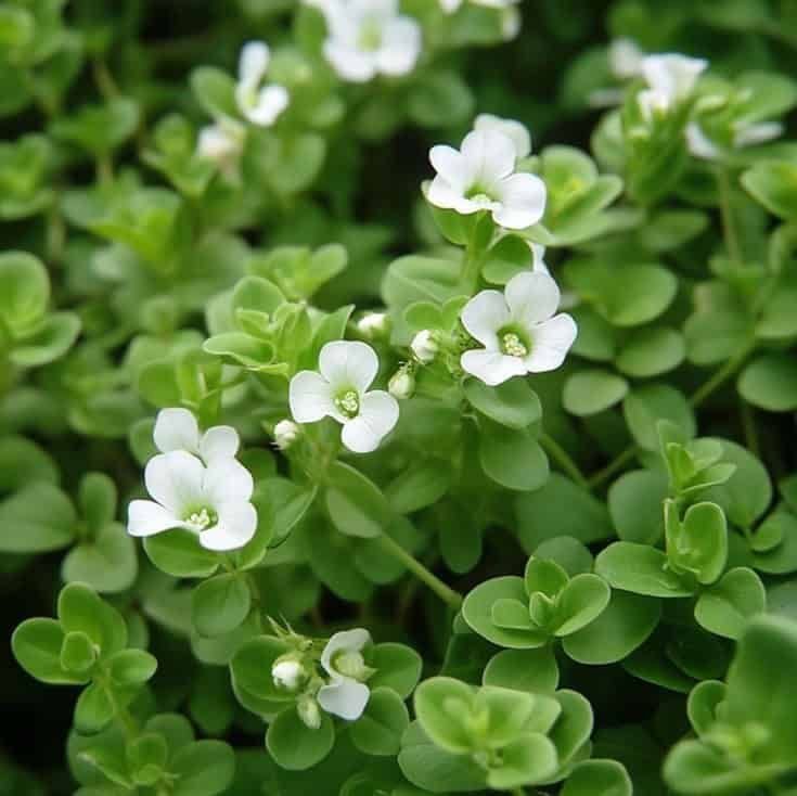 Brahmi