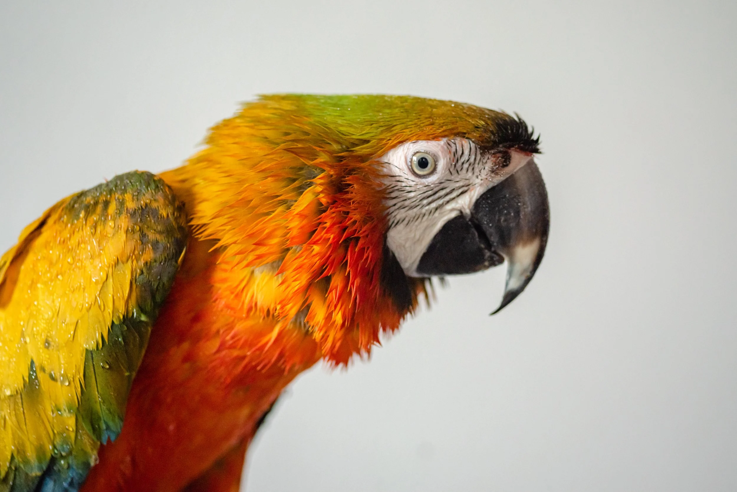 Close-up of a colorful parrot with yellow, orange, red, green, and blue feathers, against a plain background.