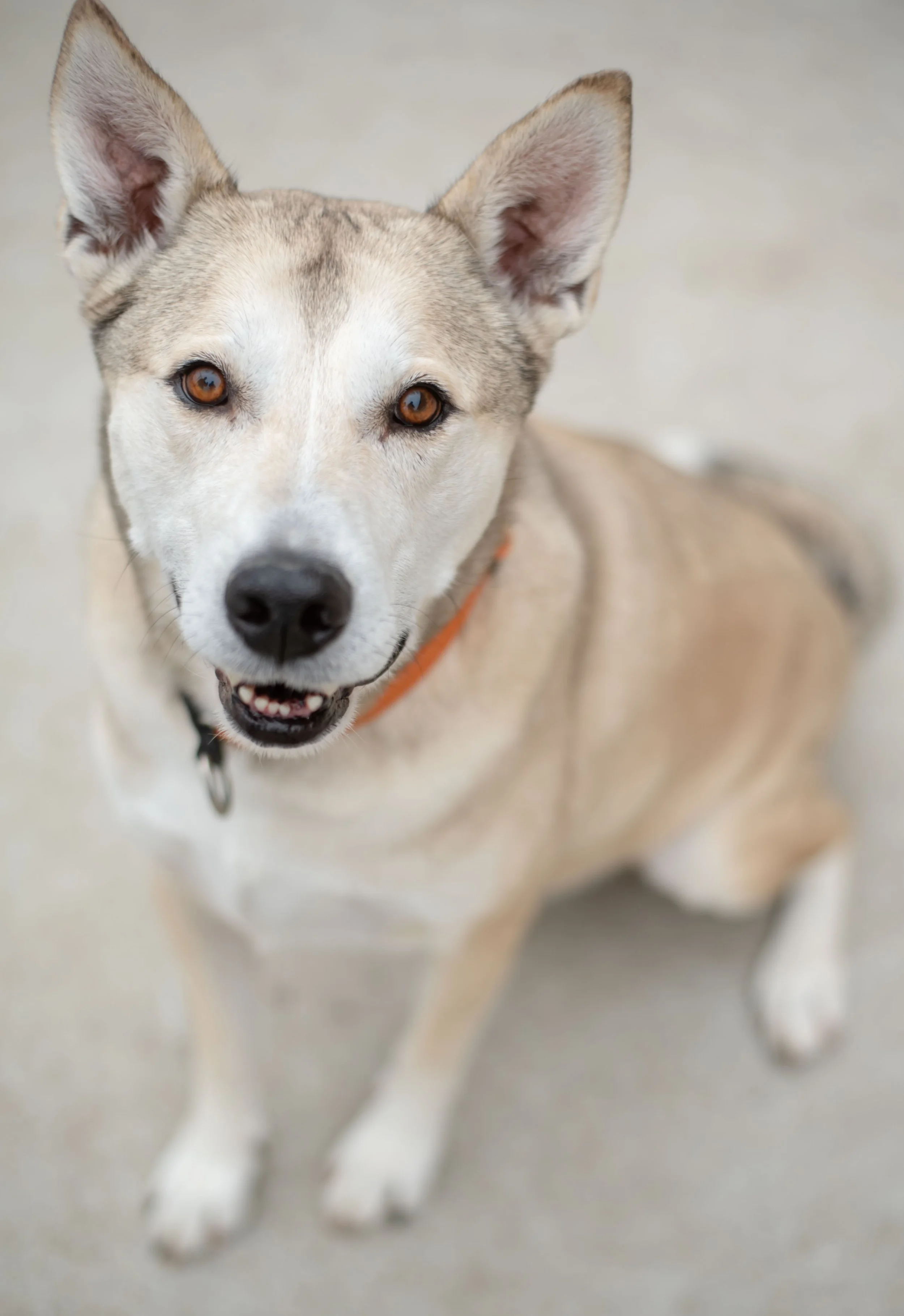 Close-up of a friendly, smiling husky dog with light fur and amber eyes, sitting on a neutral-colored surface at Better Together Animal Alliance in Ponderay, Idaho.