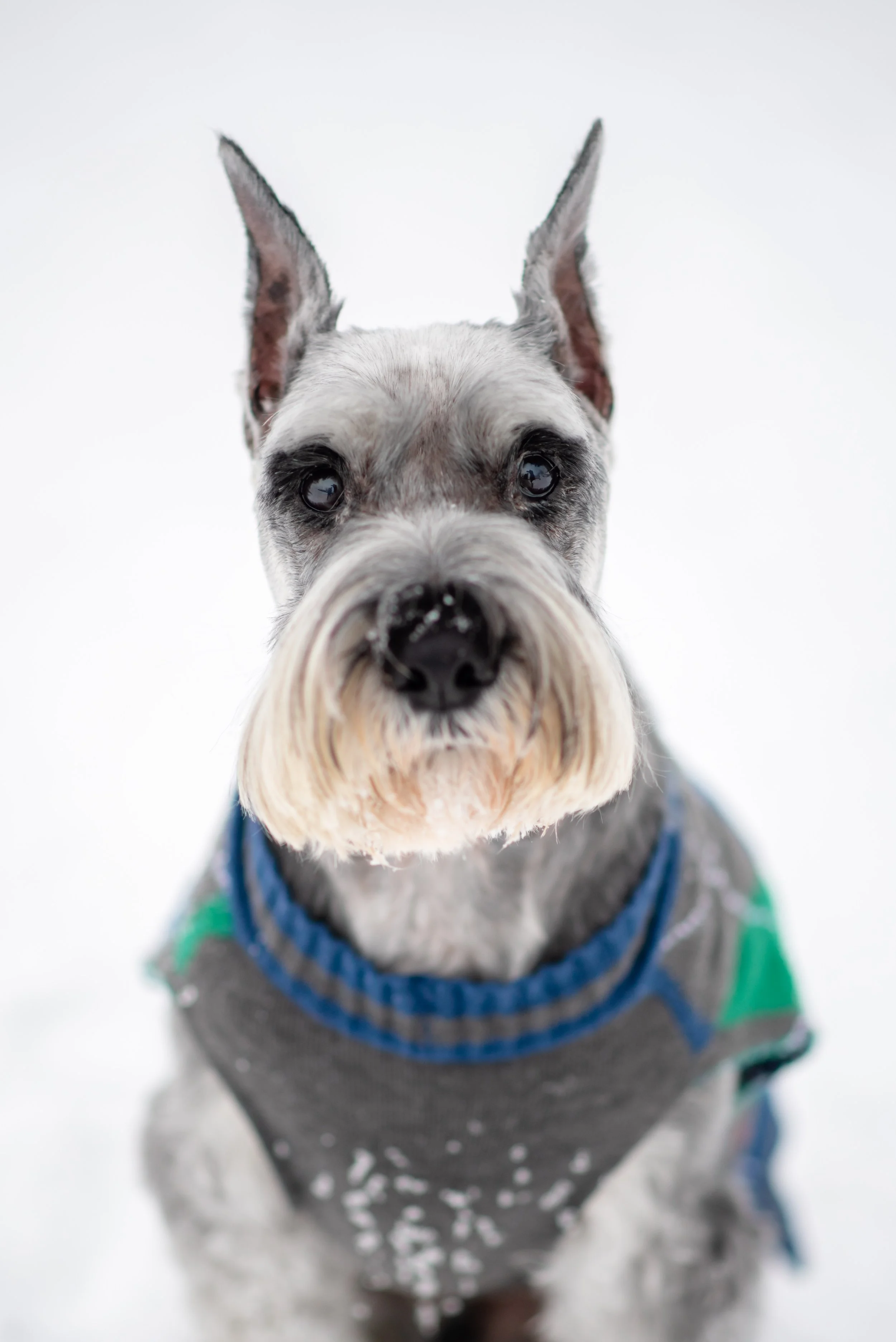 Close-up of a schnauzer dog with gray and white fur, wearing a gray sweater, standing in snow.