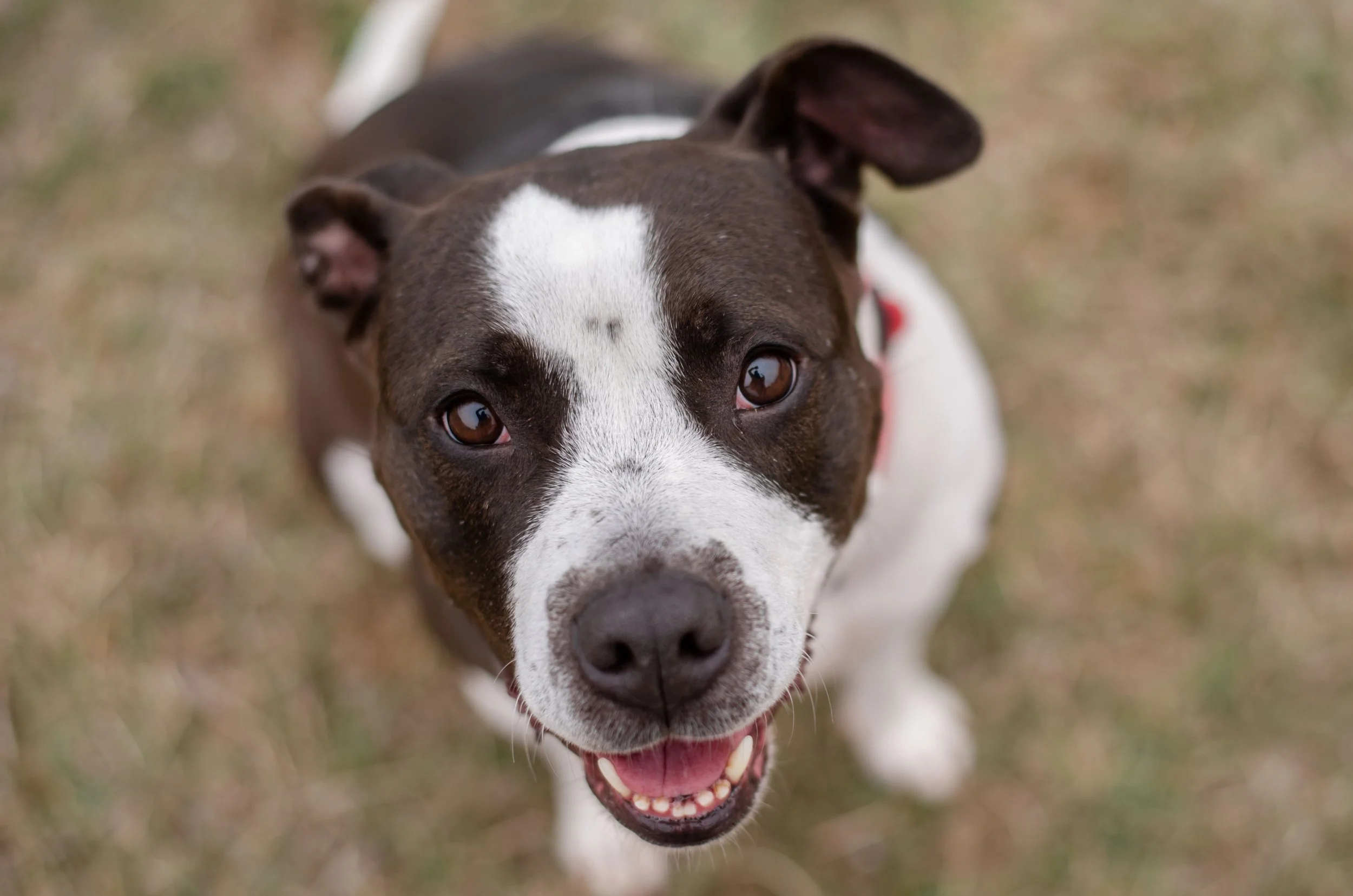 Close-up of a happy brown and white dog looking up with a grassy background.