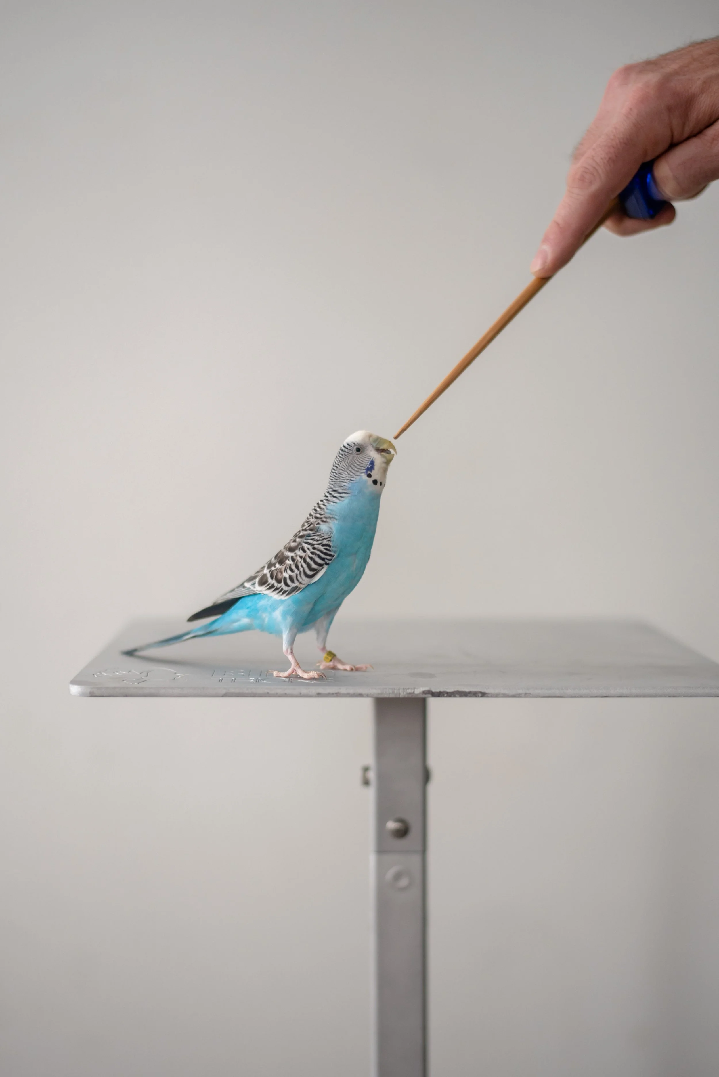 A blue and black budgerigar standing on a metal table, with a human hand holding a toothpick near its beak.