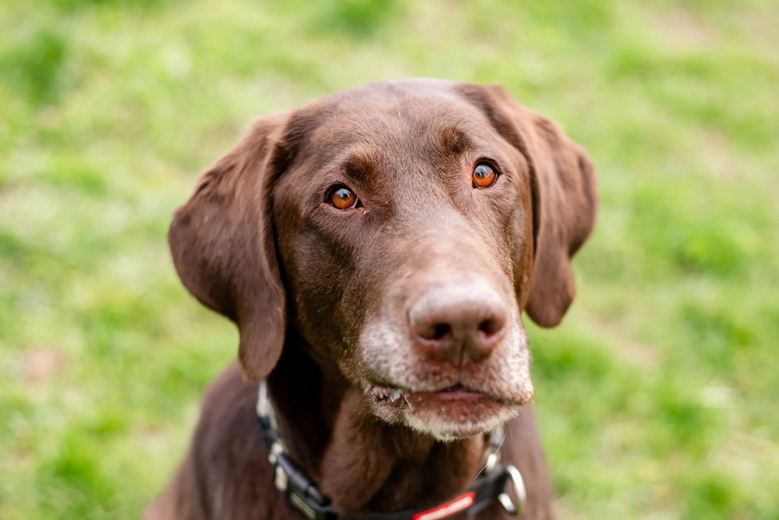 Close-up of a brown dog with amber eyes and floppy ears, outdoors on green grass.