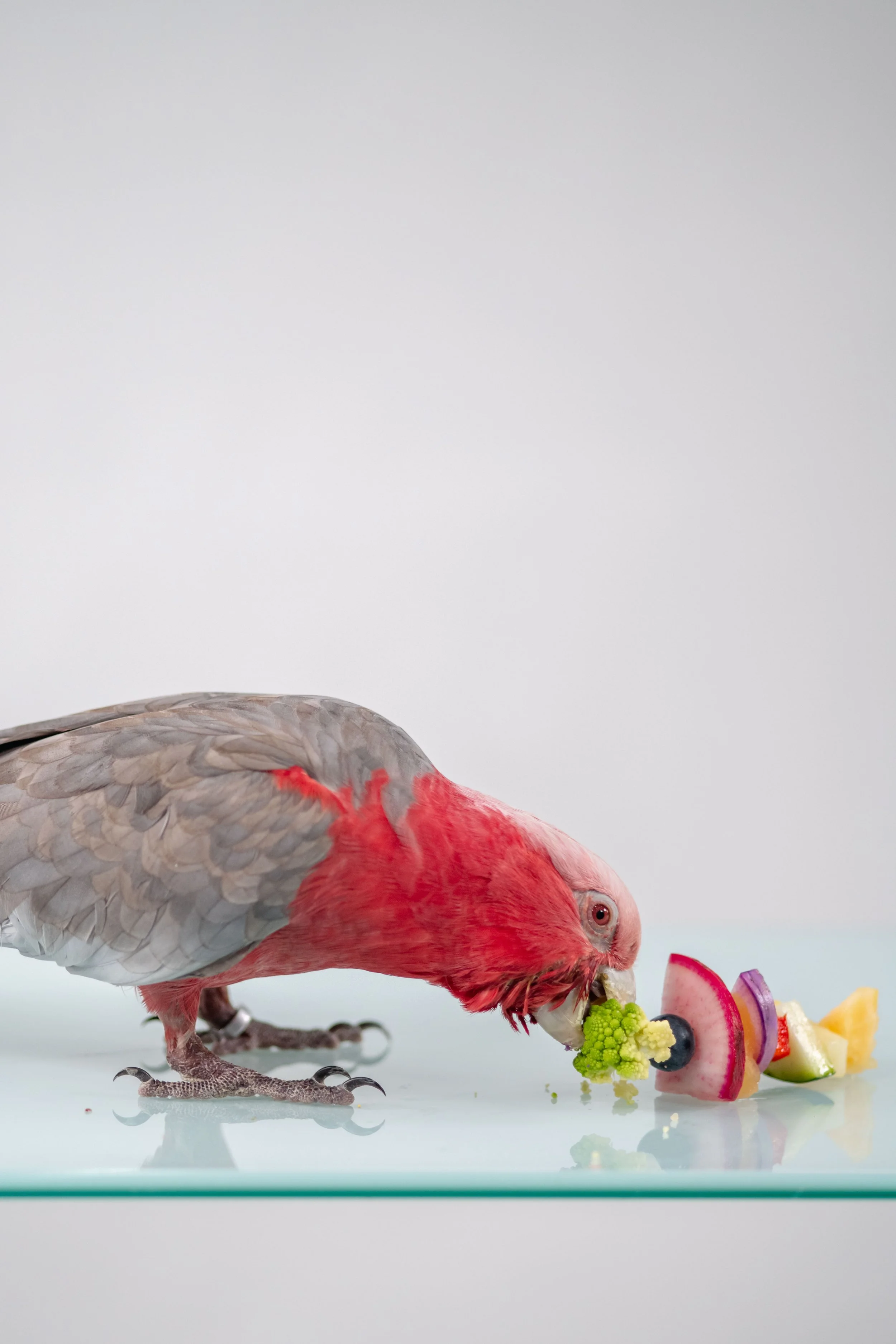 A colorful bird eating fruit and vegetables on a light surface with a plain white background.