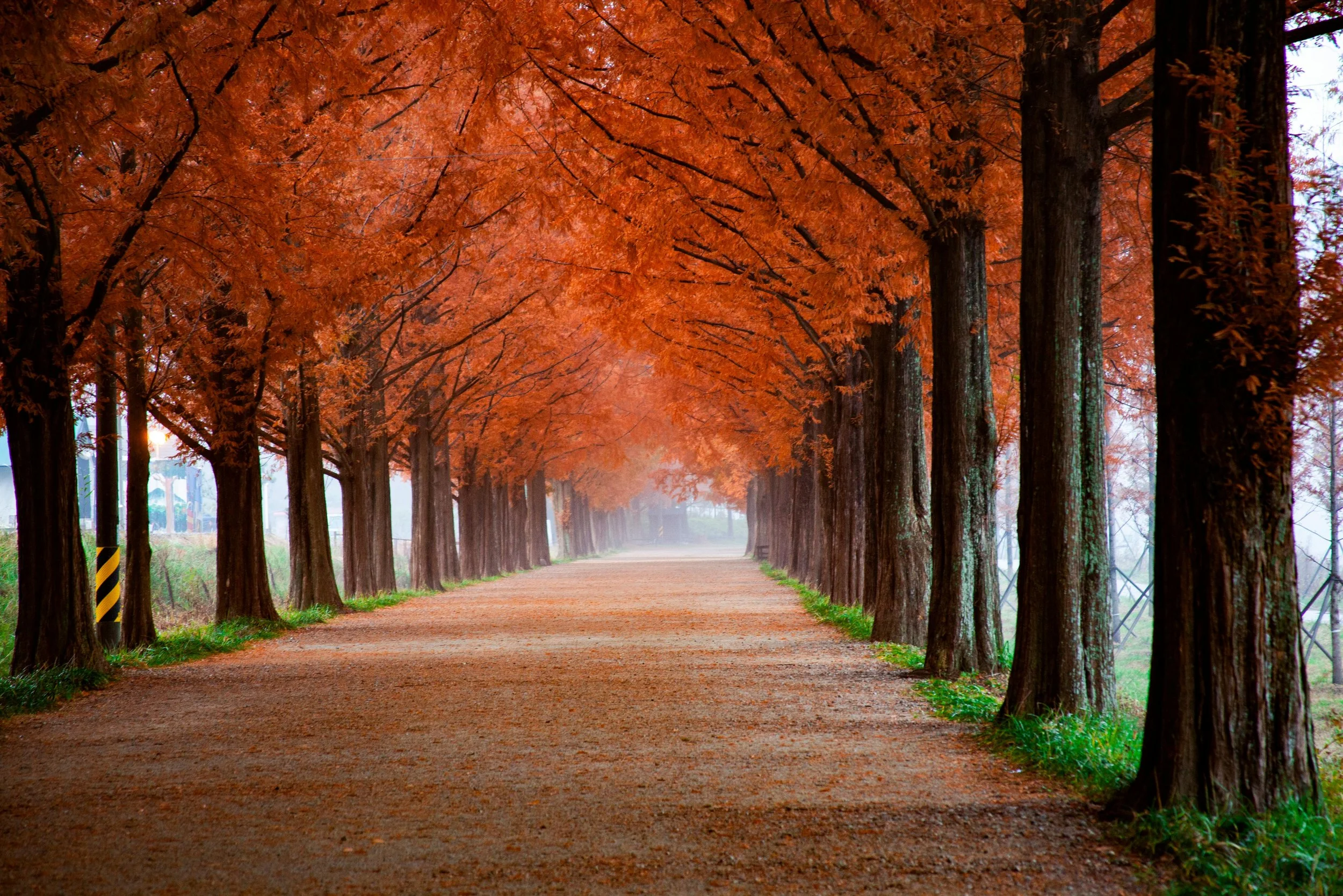 A tree-lined pathway with vibrant orange autumn leaves overhead and fallen leaves on the path