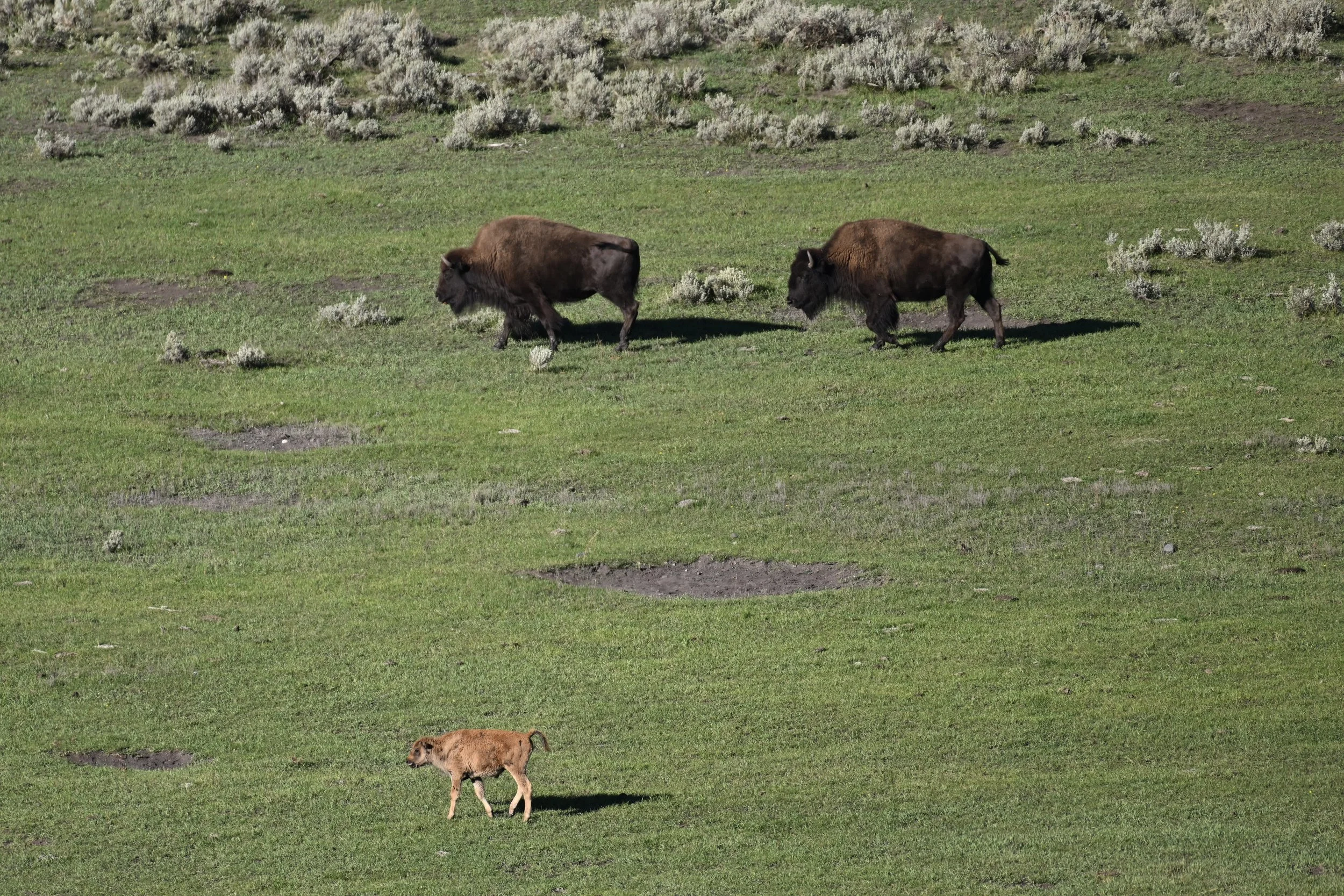 Yellowstone National Park