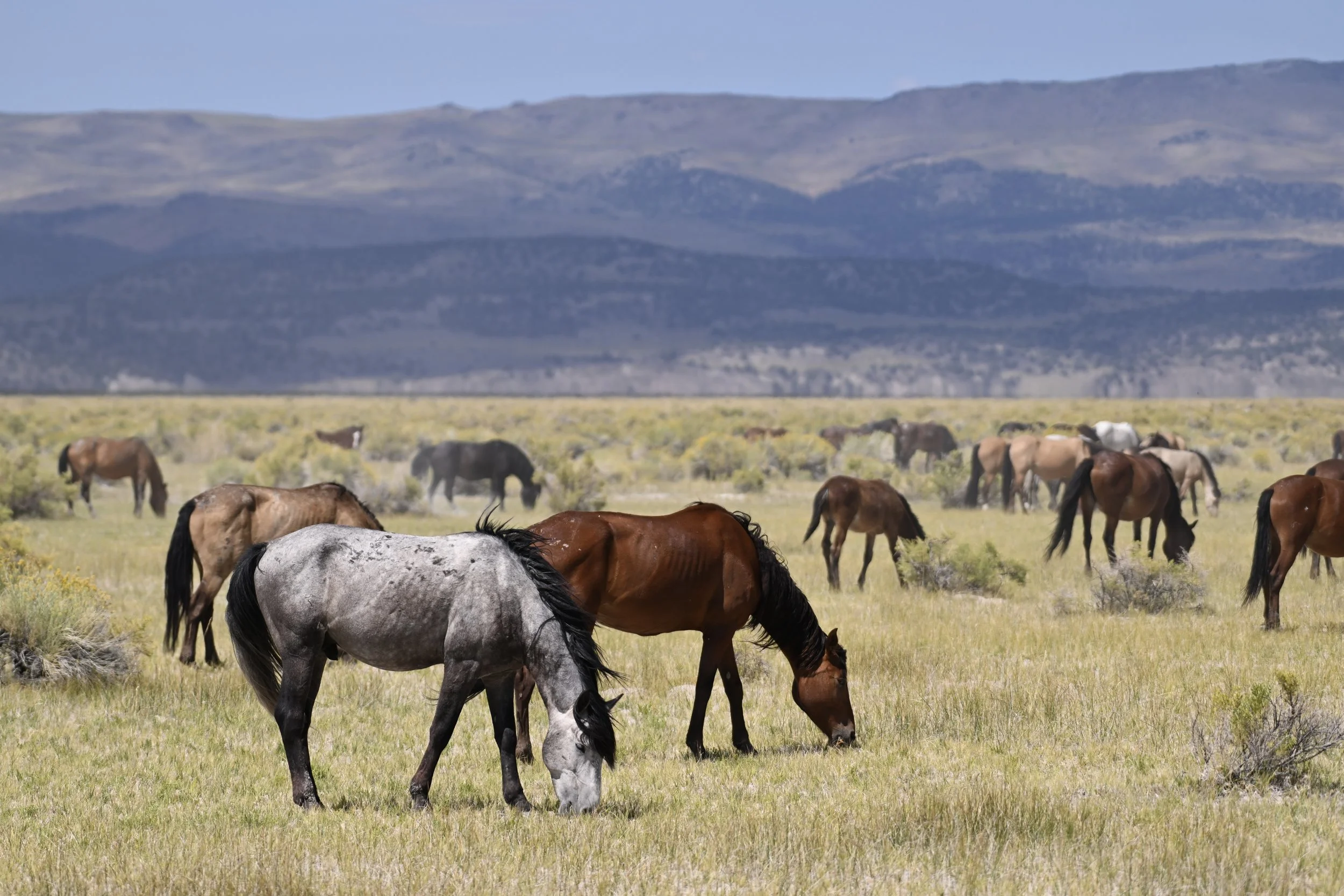 Wild Horses of the Owens Valley