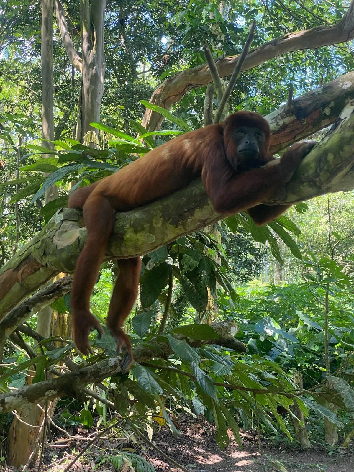 Iquitos 5-day program  Minimum 02 people