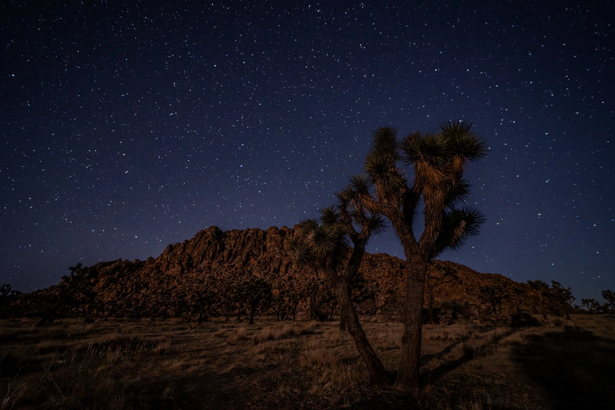 Joshua Tree, CA