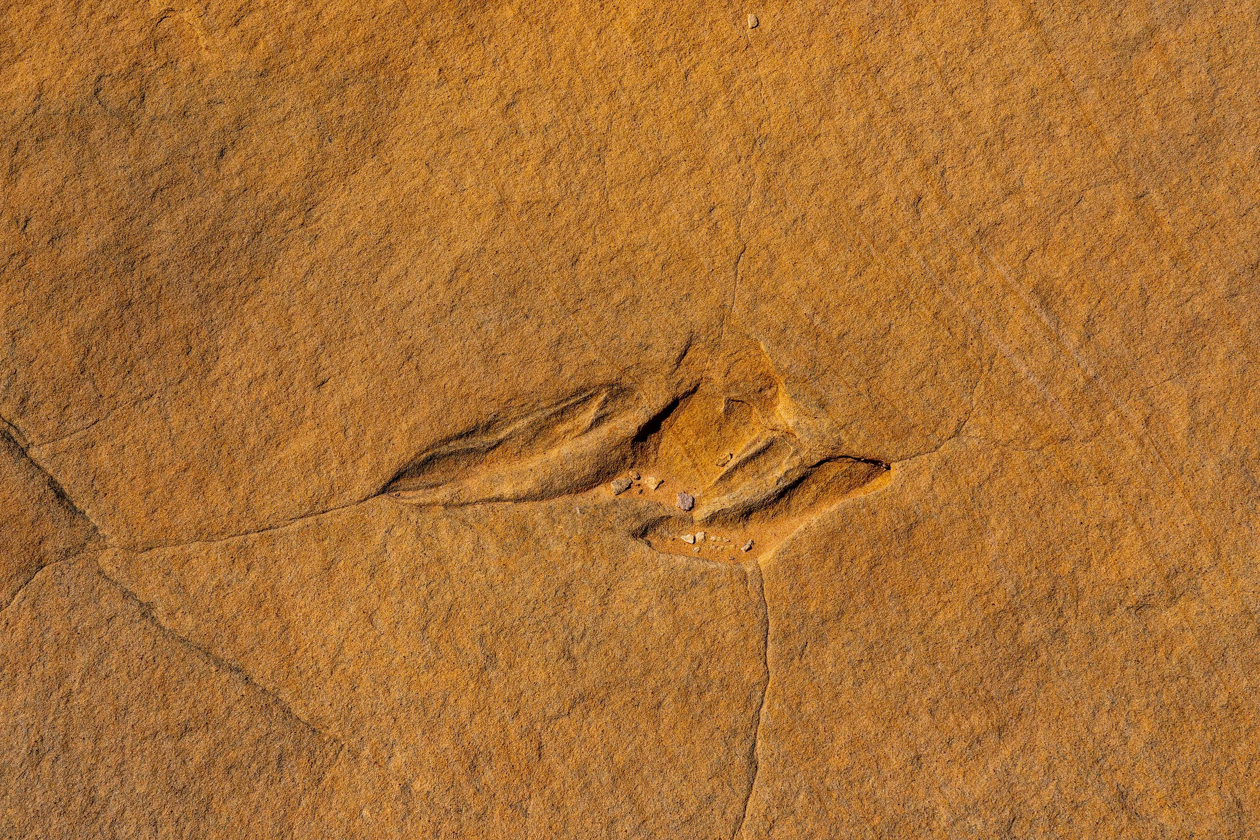 Dinosaur Footprints, Vermilion Cliffs, USA