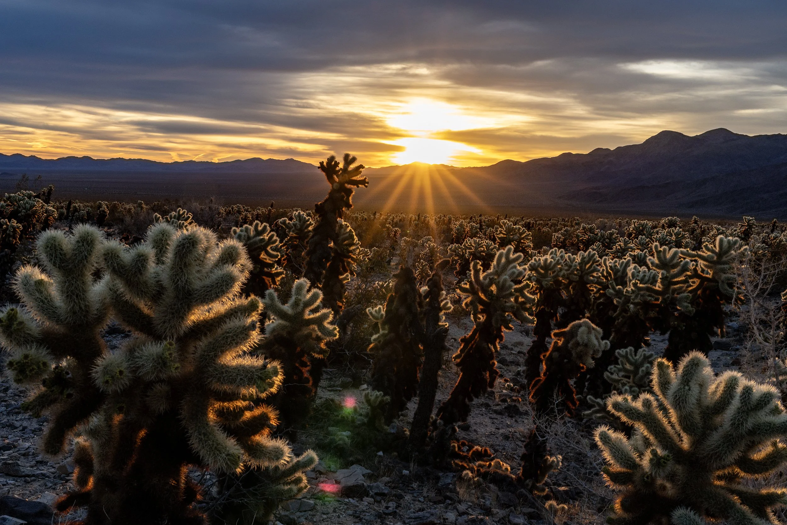 Chola Cactus Garden, Joshua Tree, CA