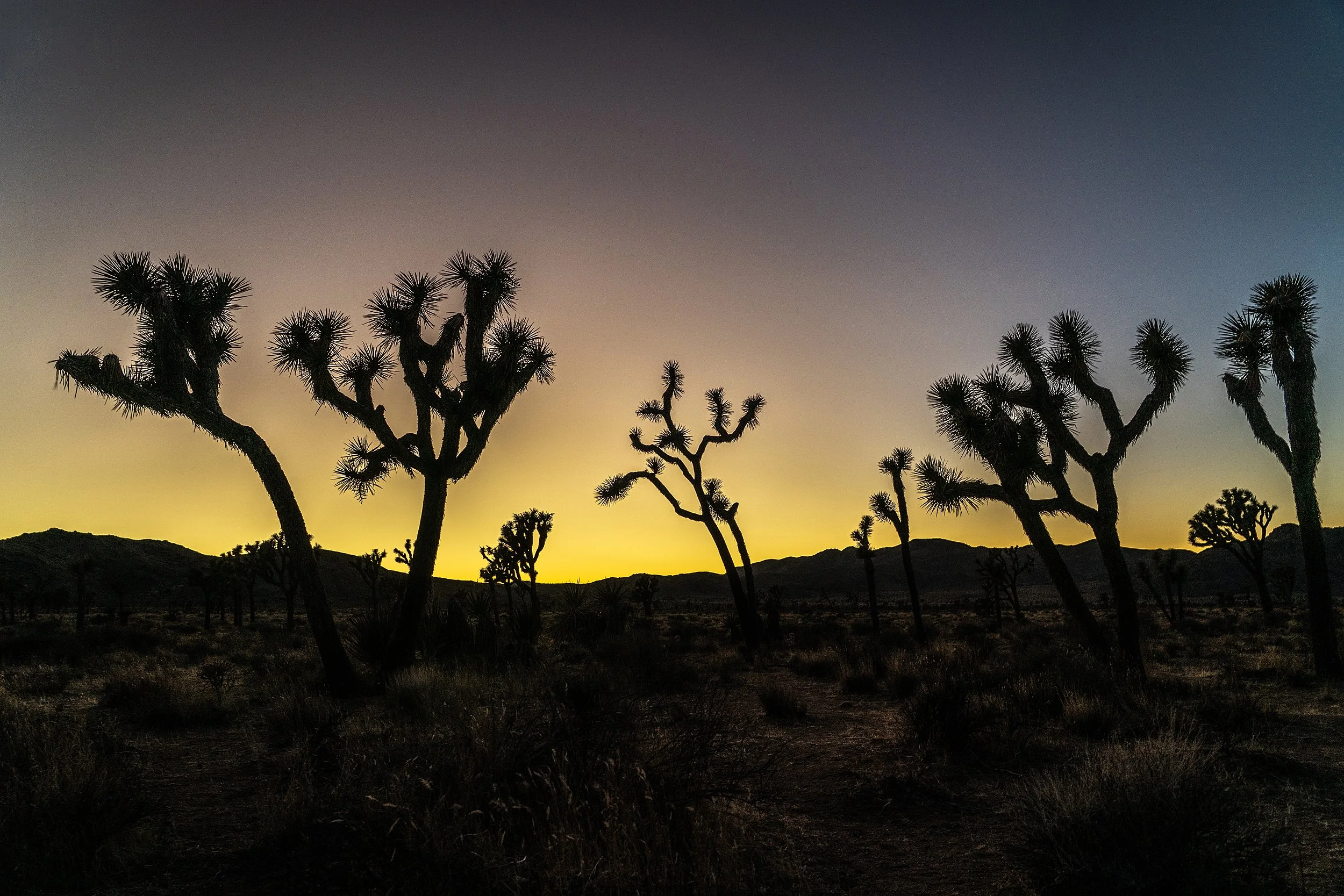 Joshua Tree, USA