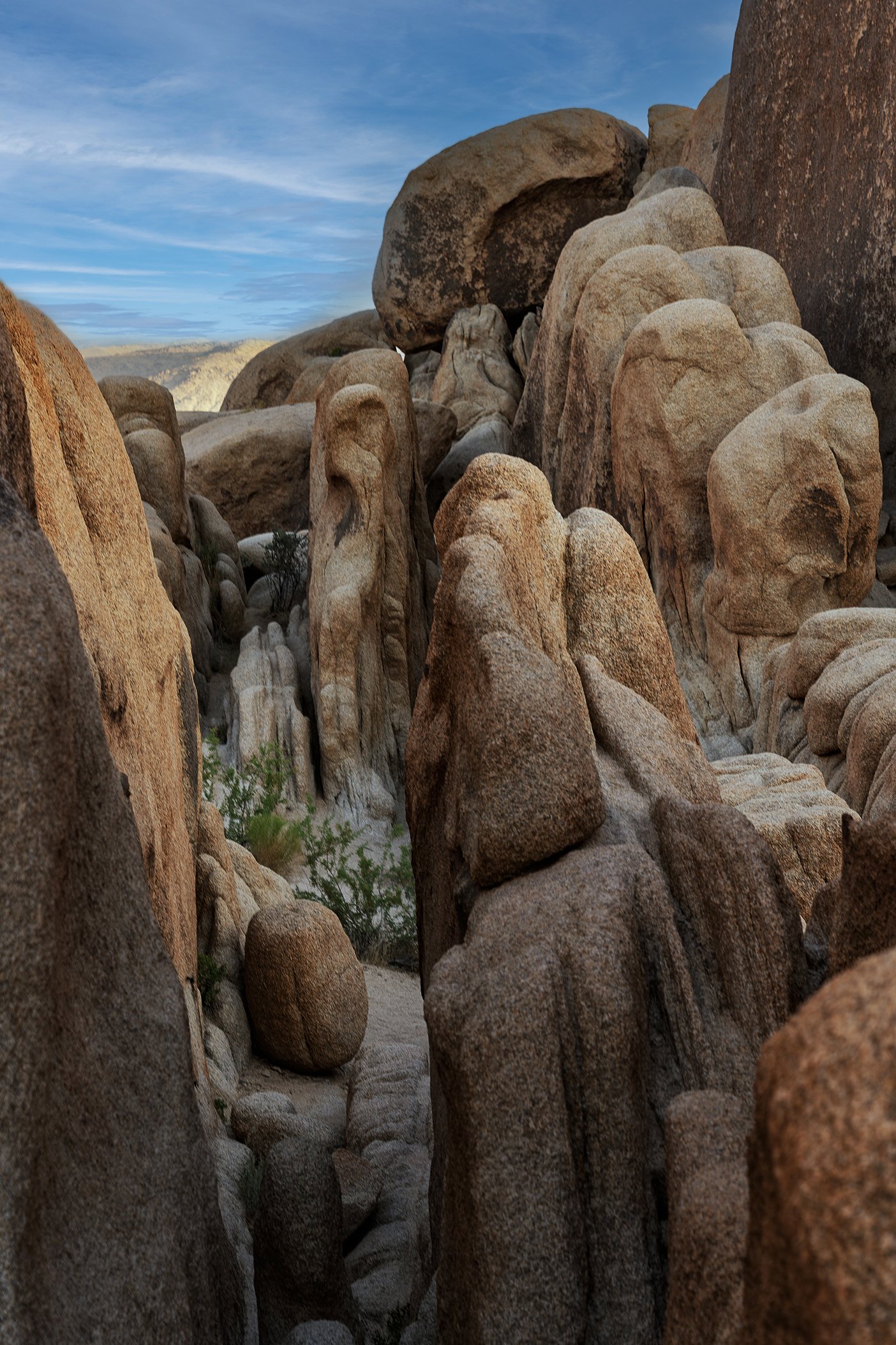 Joshua Tree, CA