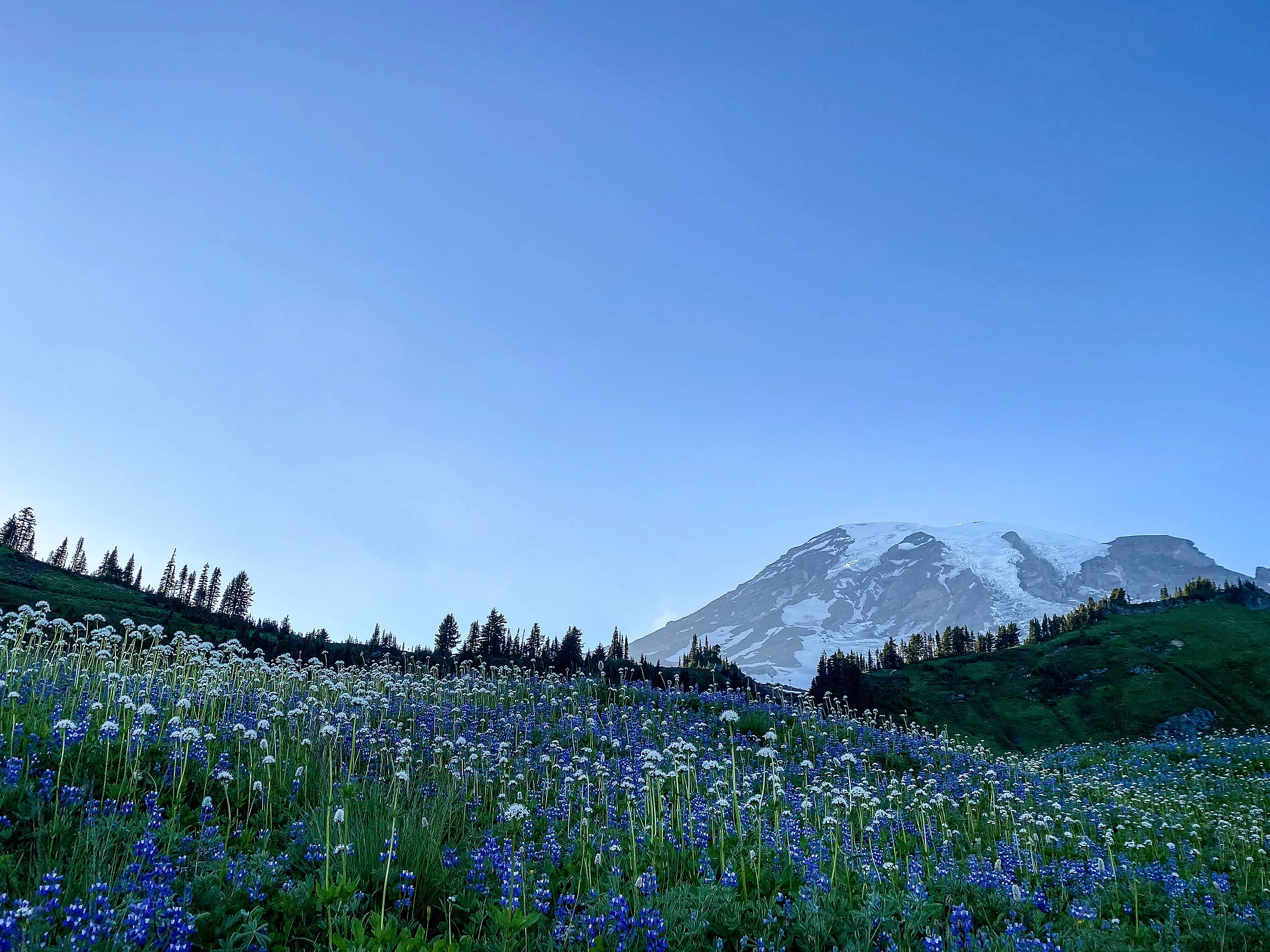 Paradise, Mt. Tahoma (Rainier), USA