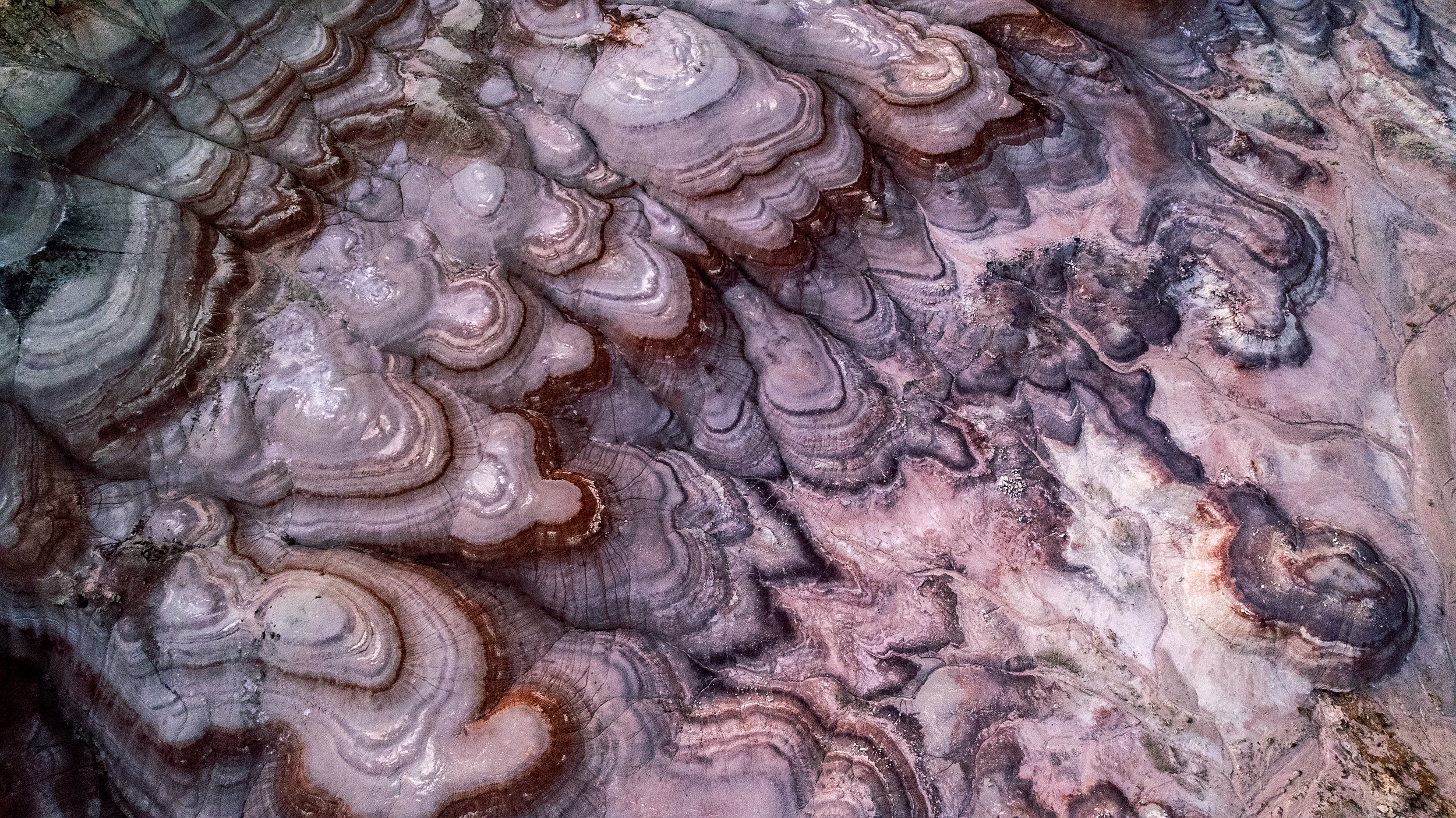 Purple Mountain, USA