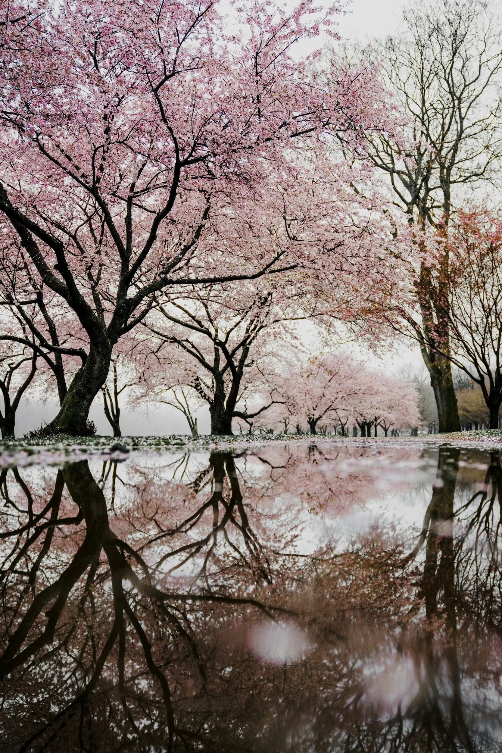Spring