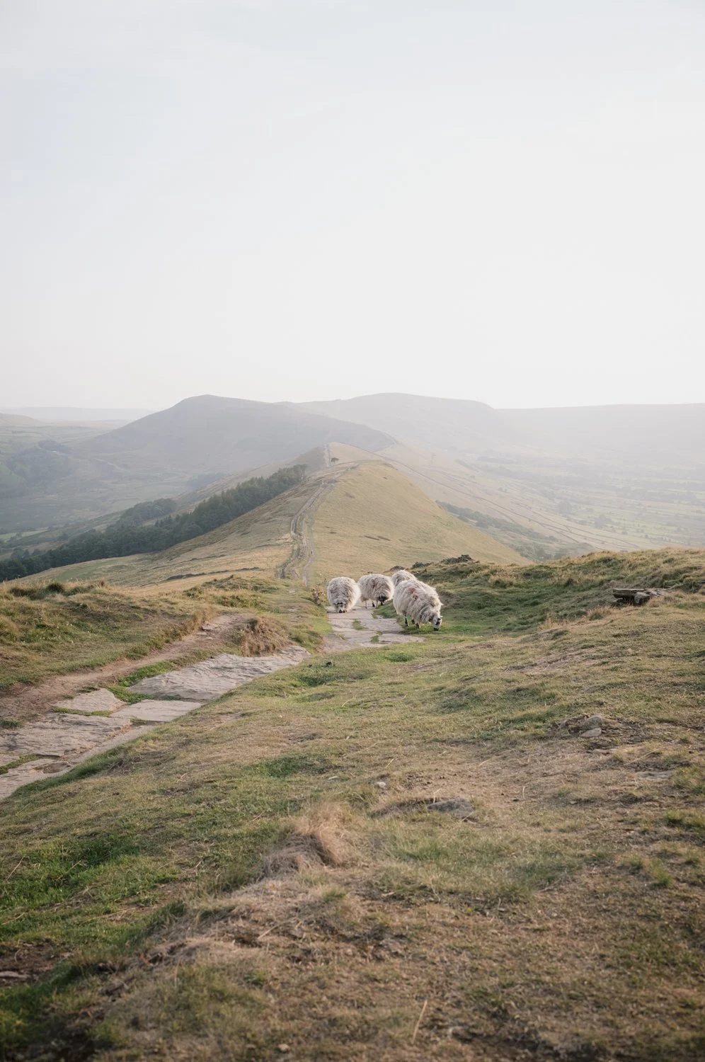 lone tree standing on the mountain top in Peak District UK fluffy sheep grazing