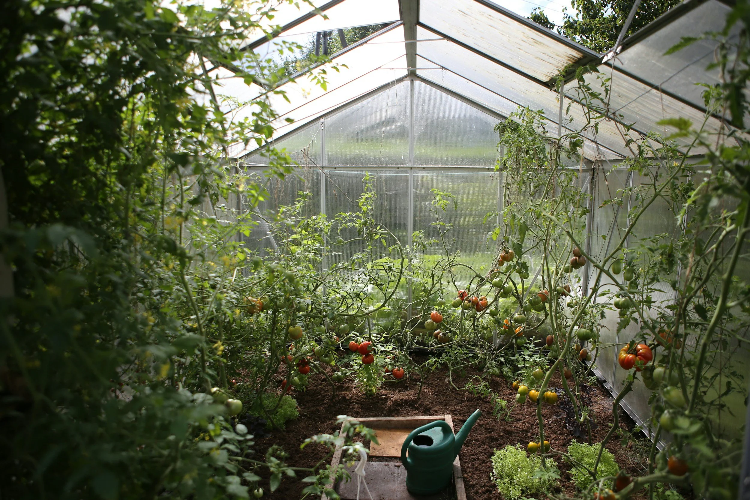 greenhouse with tomatoes ripening