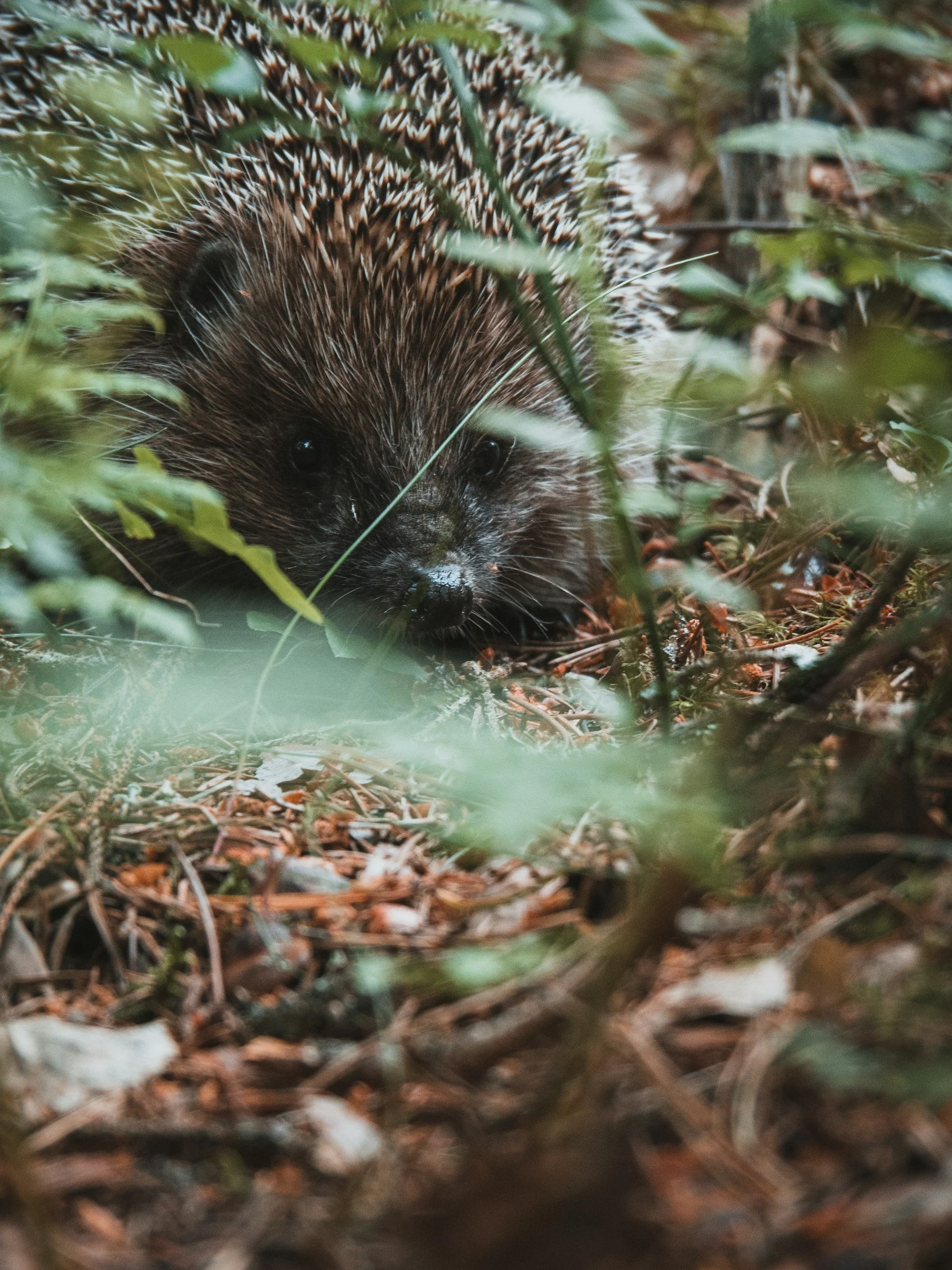 hedgehog is hidden behind plants on the forest floor