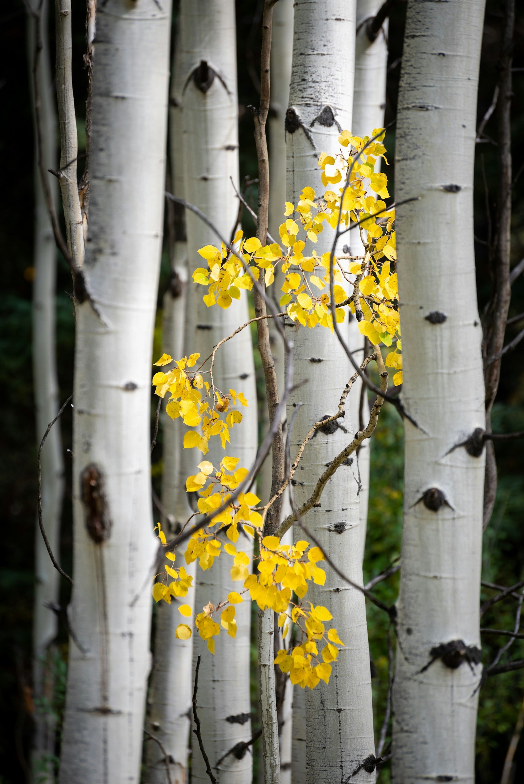 Yellow leaves growing on a branch among white birch trees in a forest.