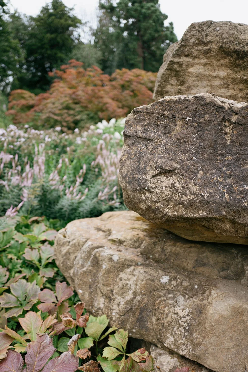 false autumn in mid summer trees turning colour in the stone garden of Chatsworth estate in Peak District uk