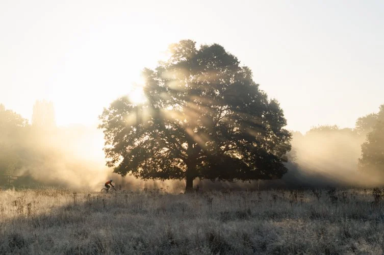 Richmond_Park_London_UK.jpg
