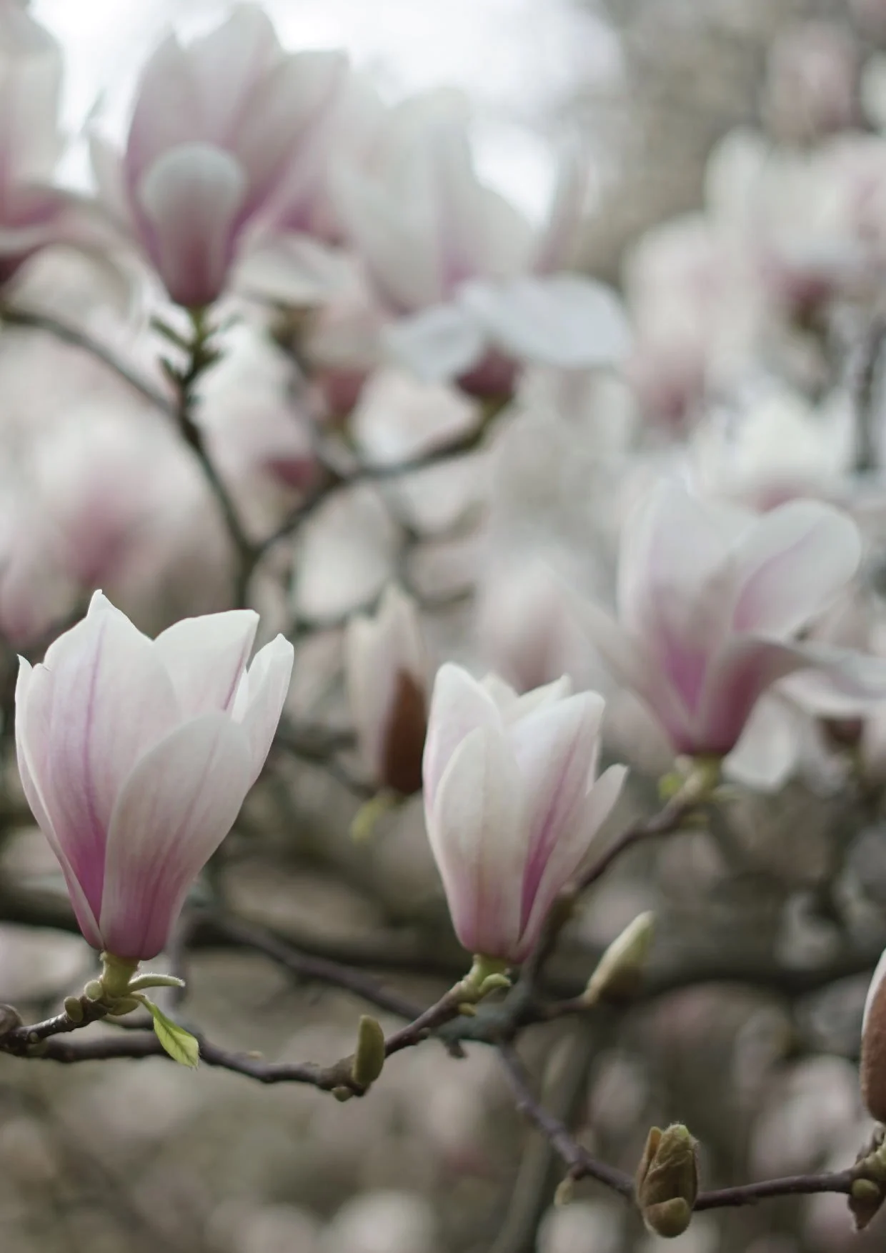 London Kew Gardens Magnolia in bloom spring
