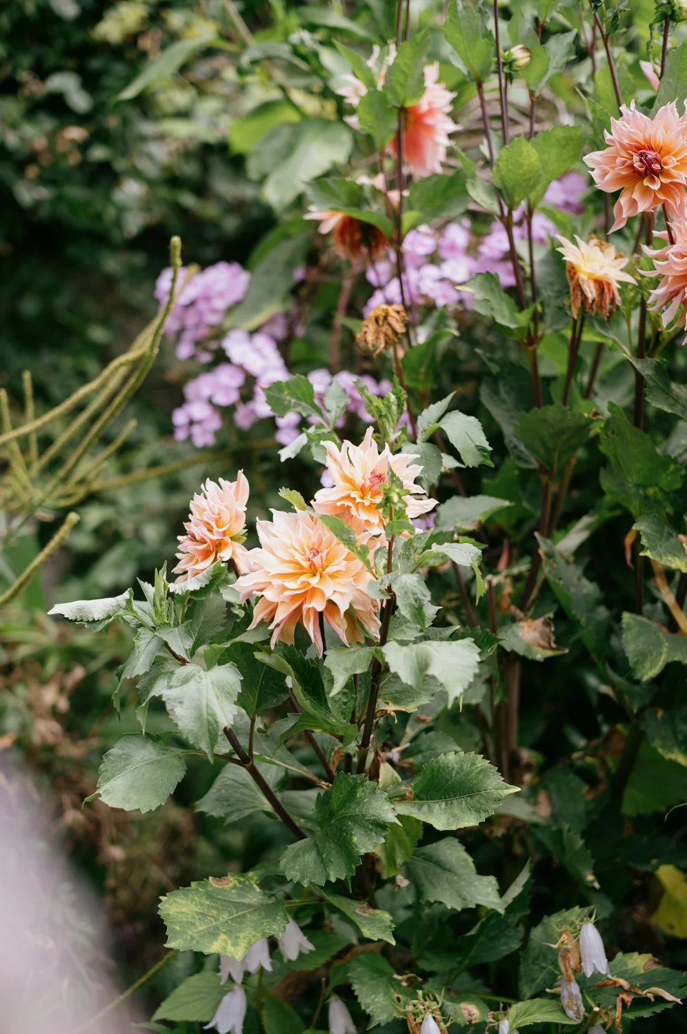 Peach-colored dahlias blooming among green leaves in a garden.