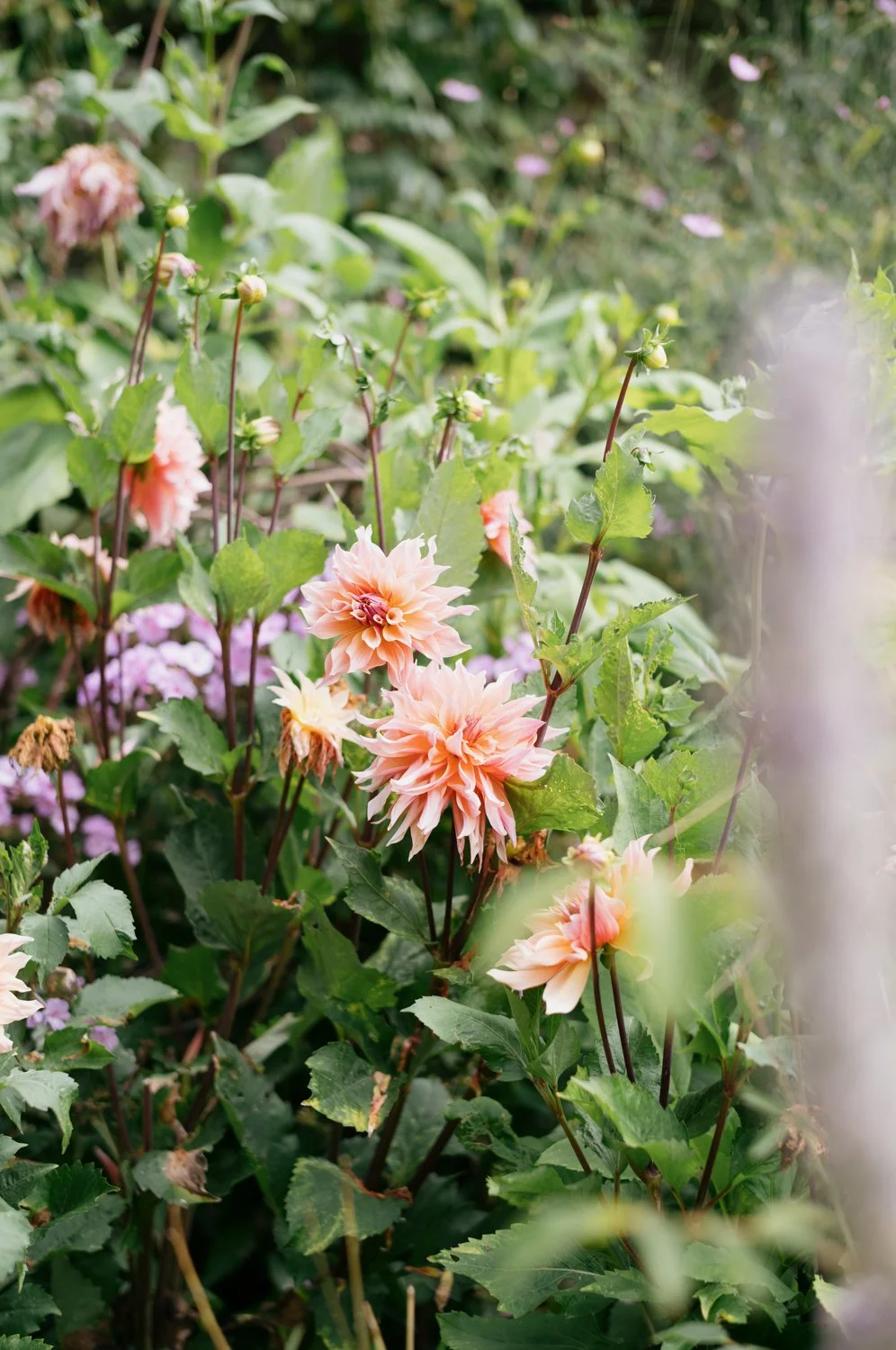 dahlias in the English garden in Peak District Haddon Hall