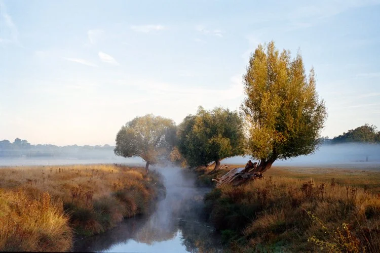 Richmond_Park_London_United_Kingdom.jpg